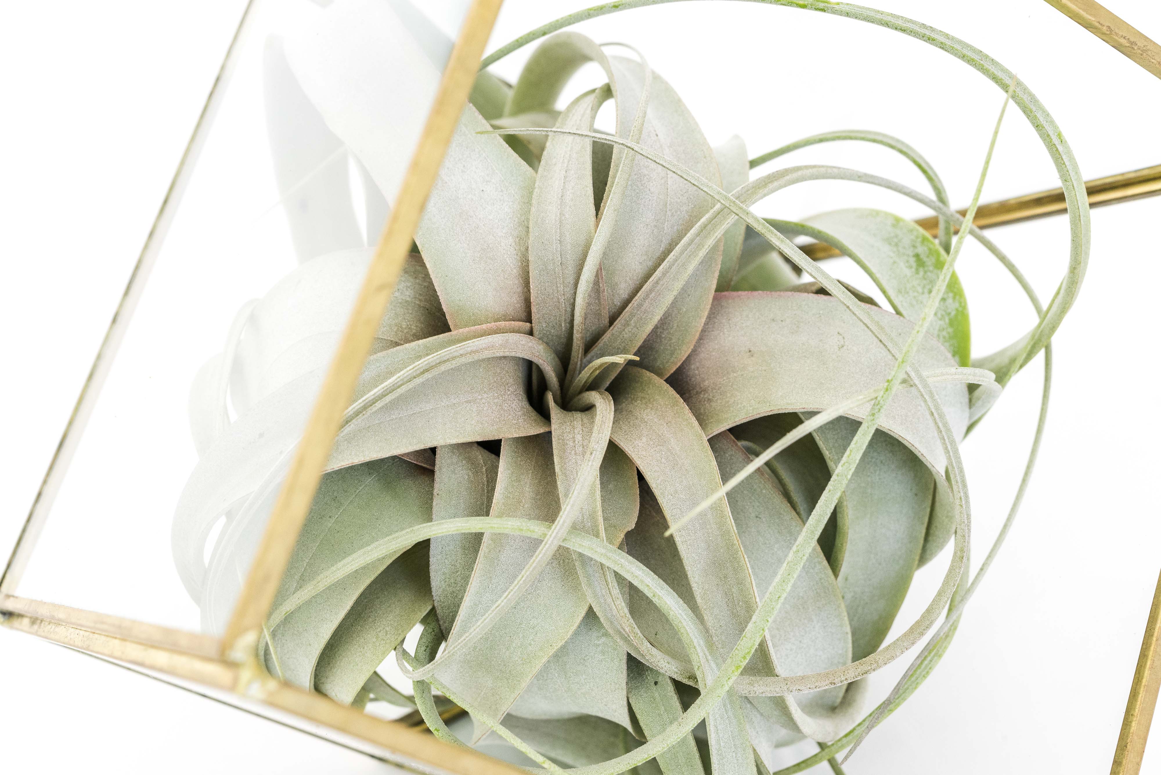 Heptahedron Geometric Glass Terrarium with Tillandsia Xerographica Air Plant-gift-The Succulent Source