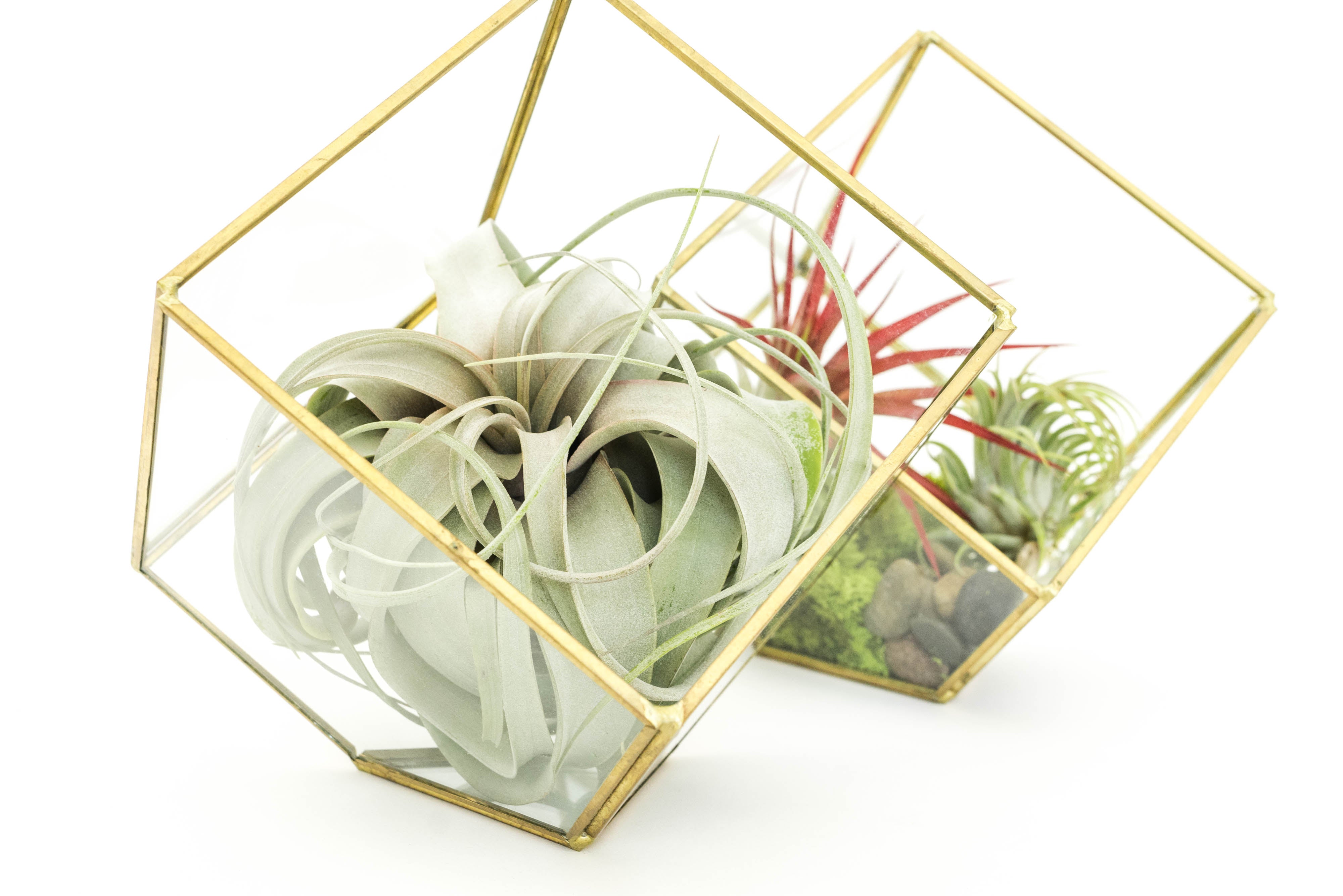 Heptahedron Geometric Glass Terrariums - Set of 2 - with Tillandsia Red Abdita, Ionantha and Small Xerographica-gift-The Succulent Source