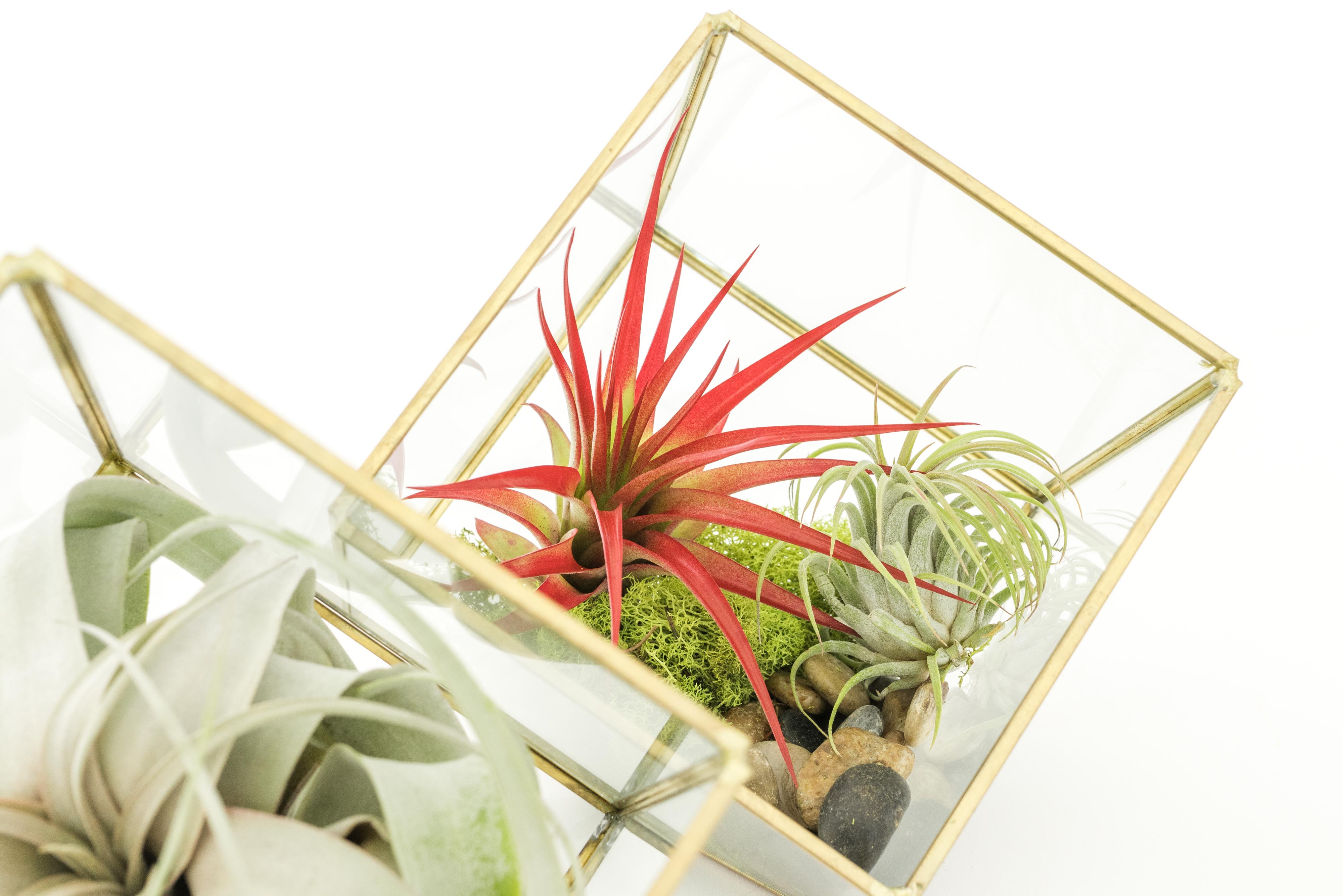 Heptahedron Geometric Glass Terrariums - Set of 2 - with Tillandsia Red Abdita, Ionantha and Small Xerographica-gift-The Succulent Source