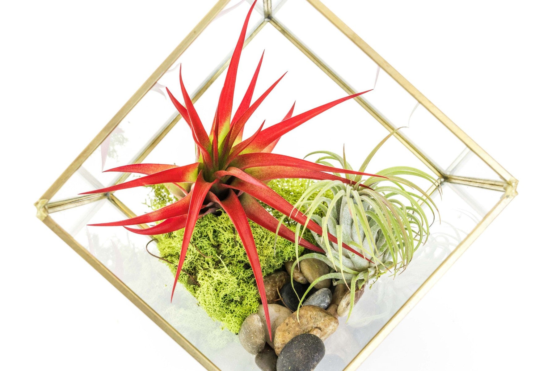 Heptahedron Geometric Glass Terrariums - Set of 2 - with Tillandsia Red Abdita, Ionantha and Small Xerographica-gift-The Succulent Source