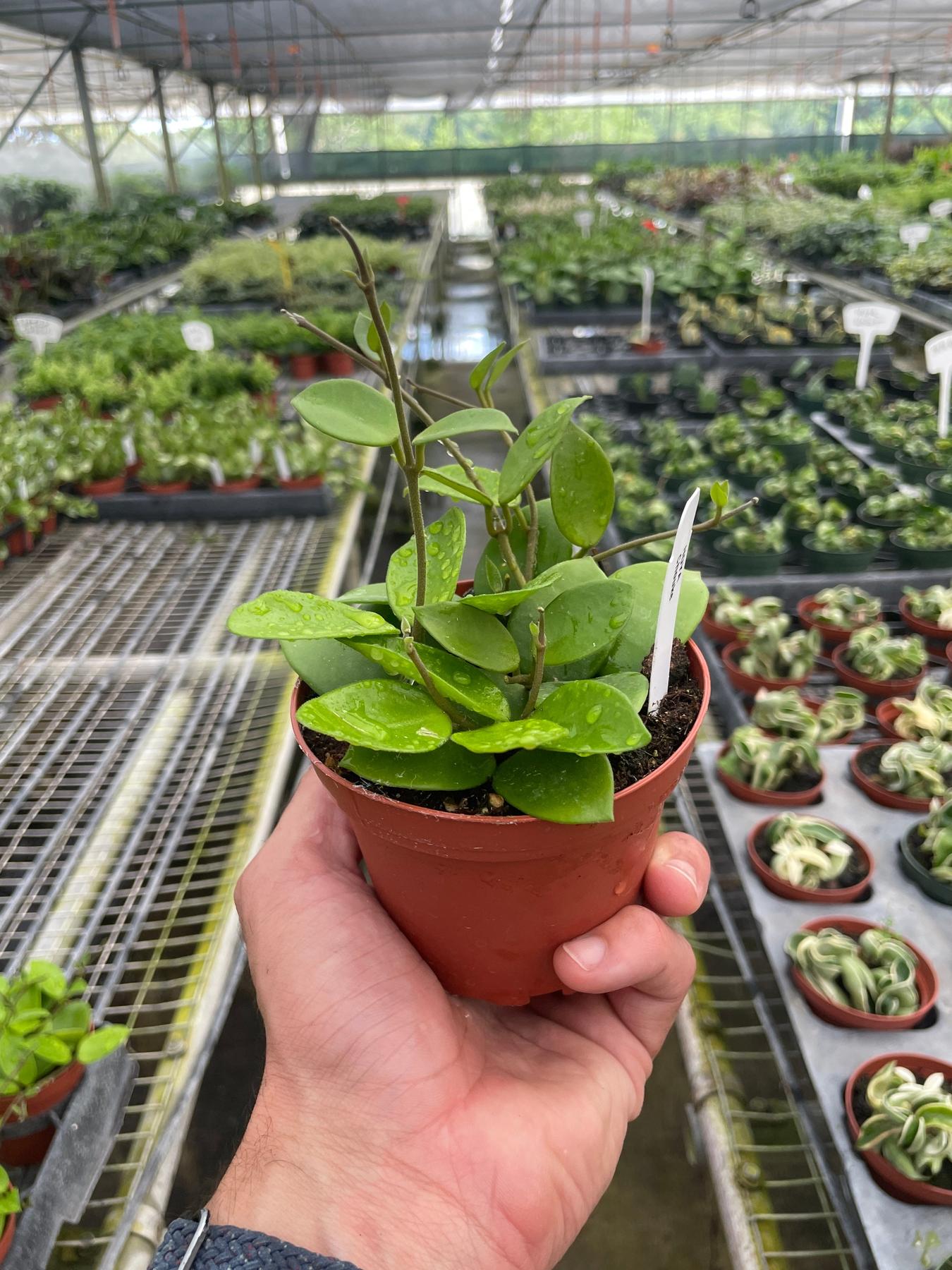 Hoya Bilobata-The Succulent Source