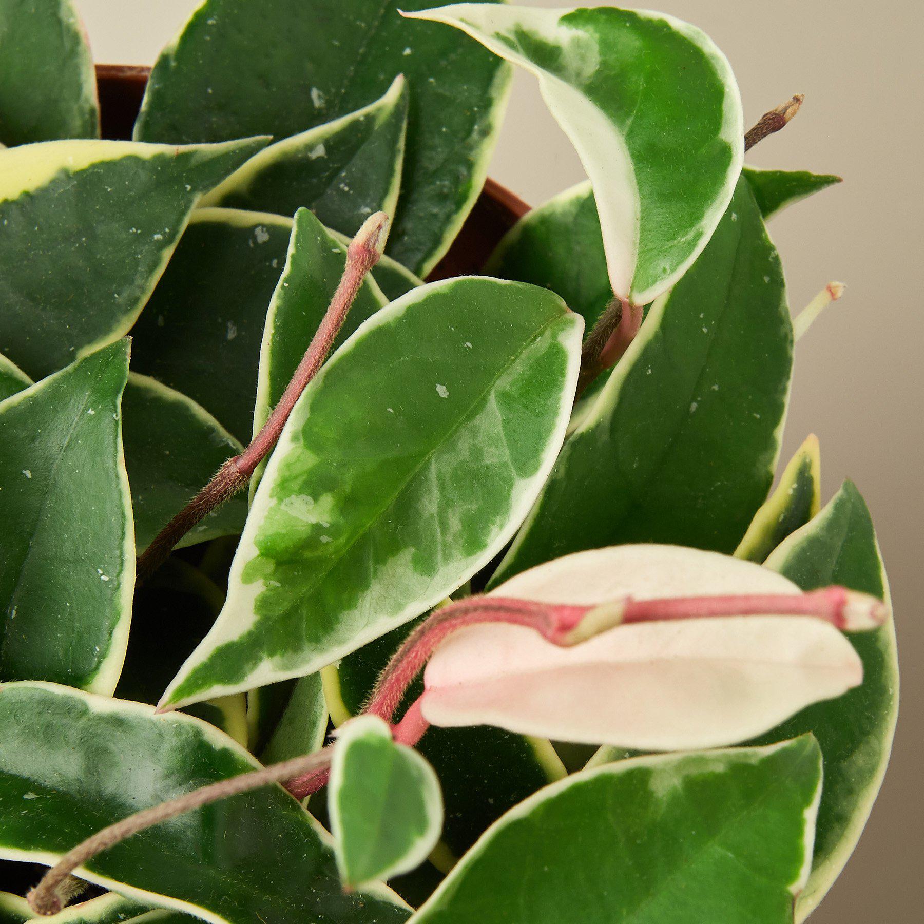 Hoya Carnosa 'Tricolor'-Indoor Plants-The Succulent Source