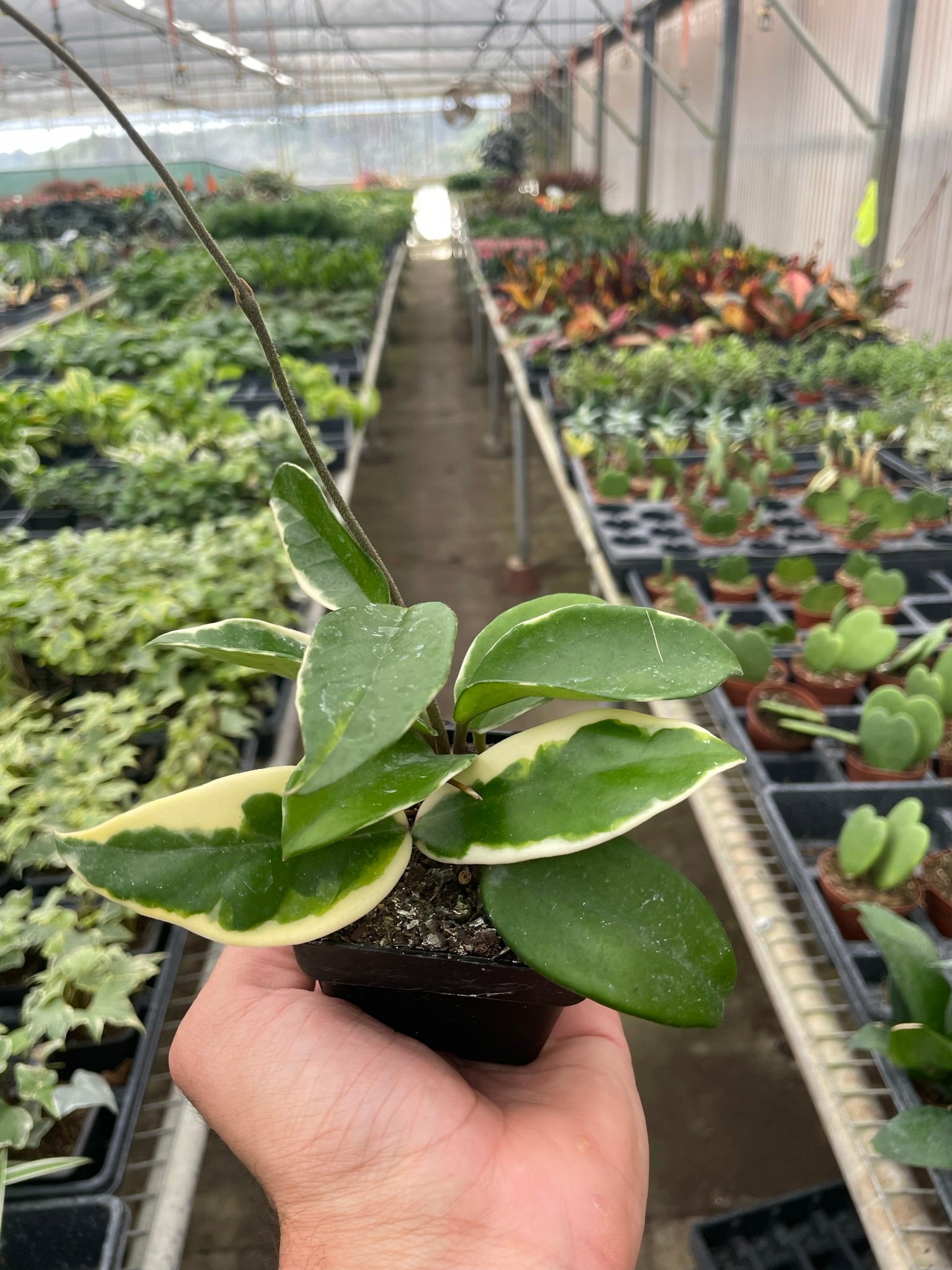 Hoya Carnosa 'Tricolor'-Indoor Plants-The Succulent Source