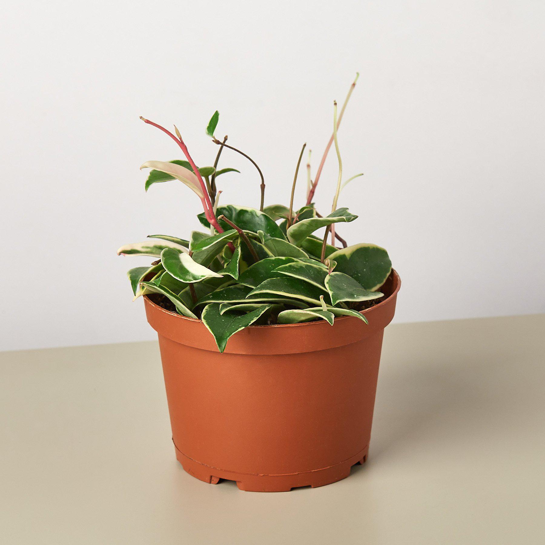 Hoya Carnosa 'Tricolor'-Indoor Plants-The Succulent Source