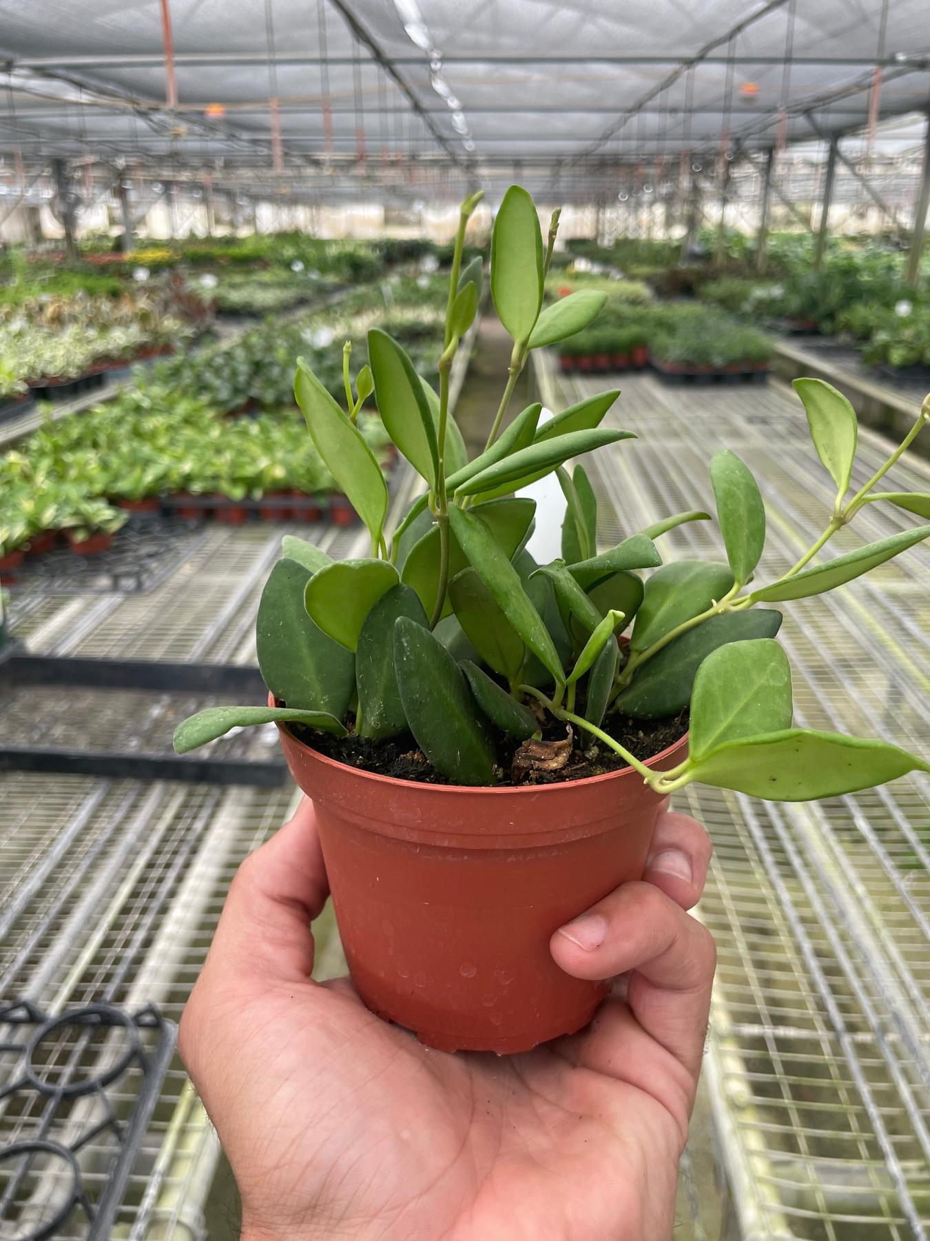 Hoya Chouke-The Succulent Source