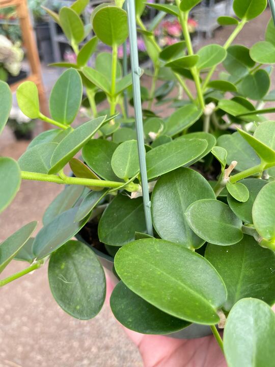 Hoya Cumingiana-The Succulent Source