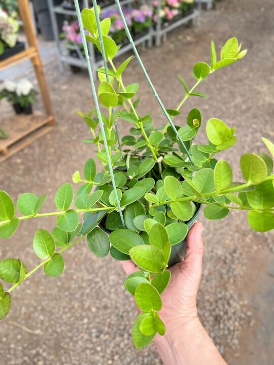 Hoya Cumingiana-The Succulent Source
