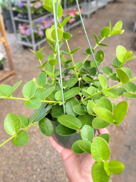 Hoya Cumingiana-The Succulent Source