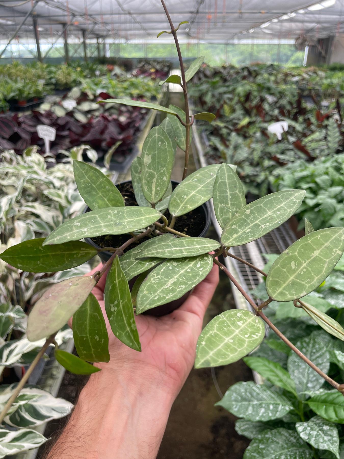 Hoya 'Eliptica'-Indoor Plants-The Succulent Source
