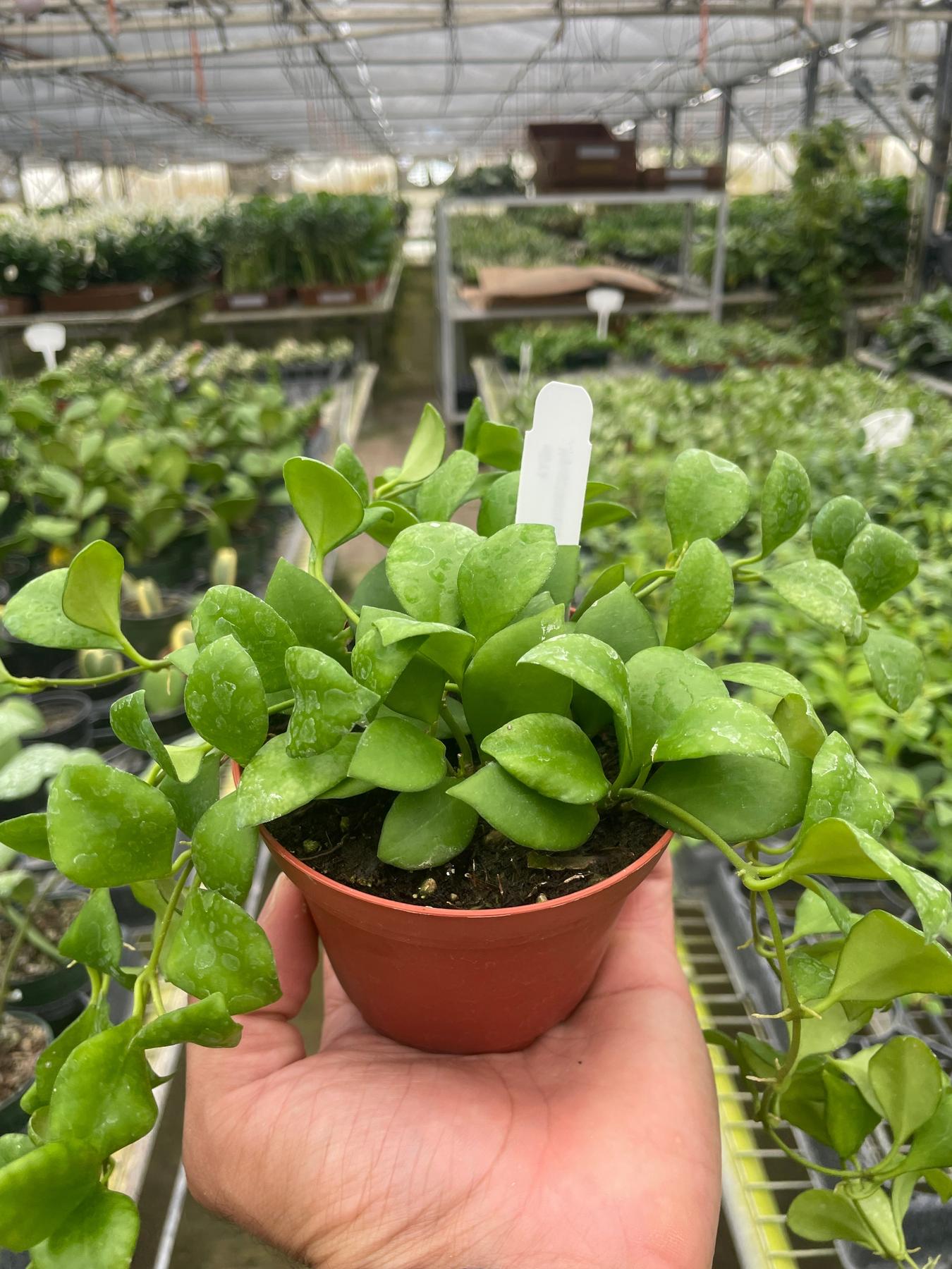 Hoya Heuschkeliana-Indoor Plants-The Succulent Source