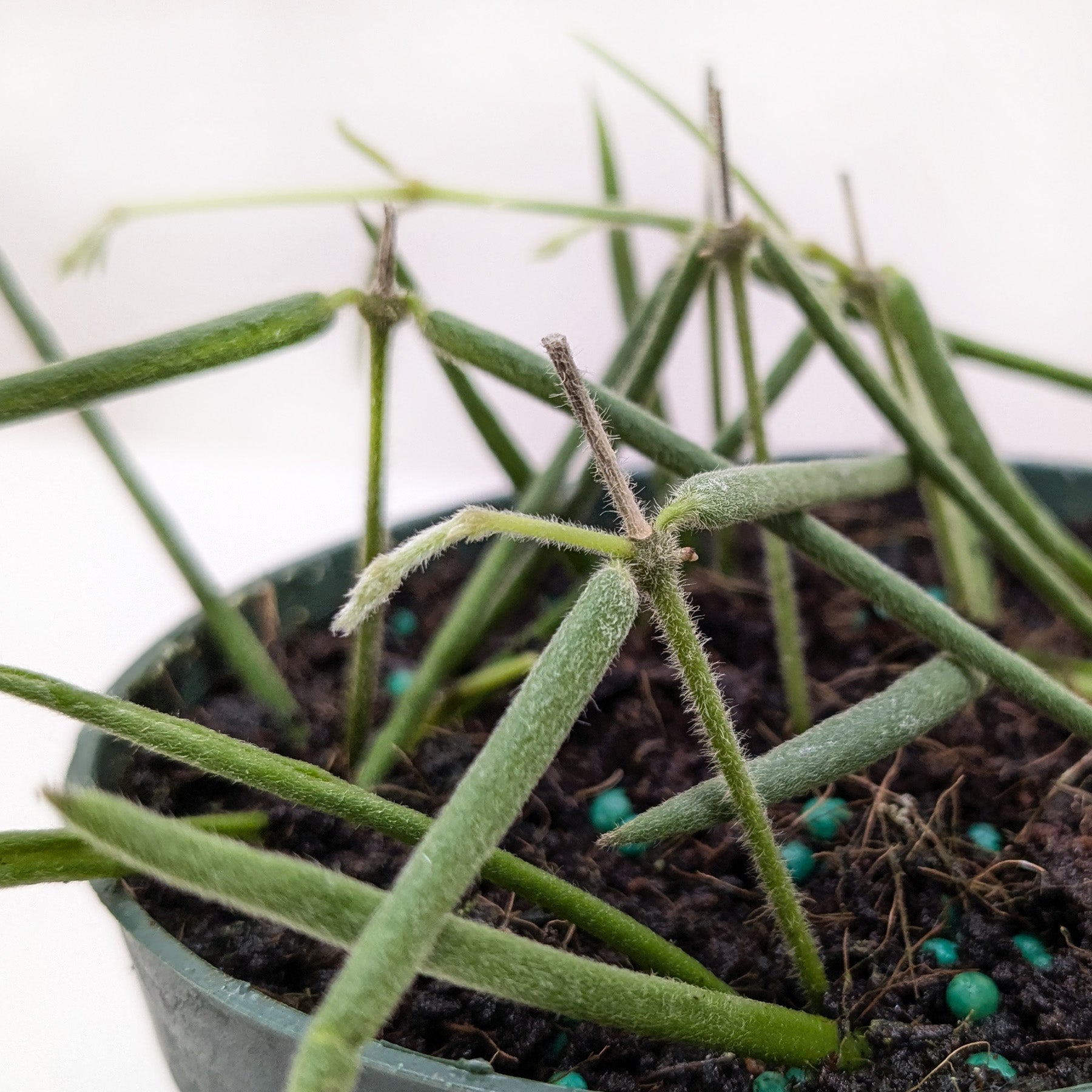 Hoya Insularis-4" Plant-The Succulent Source