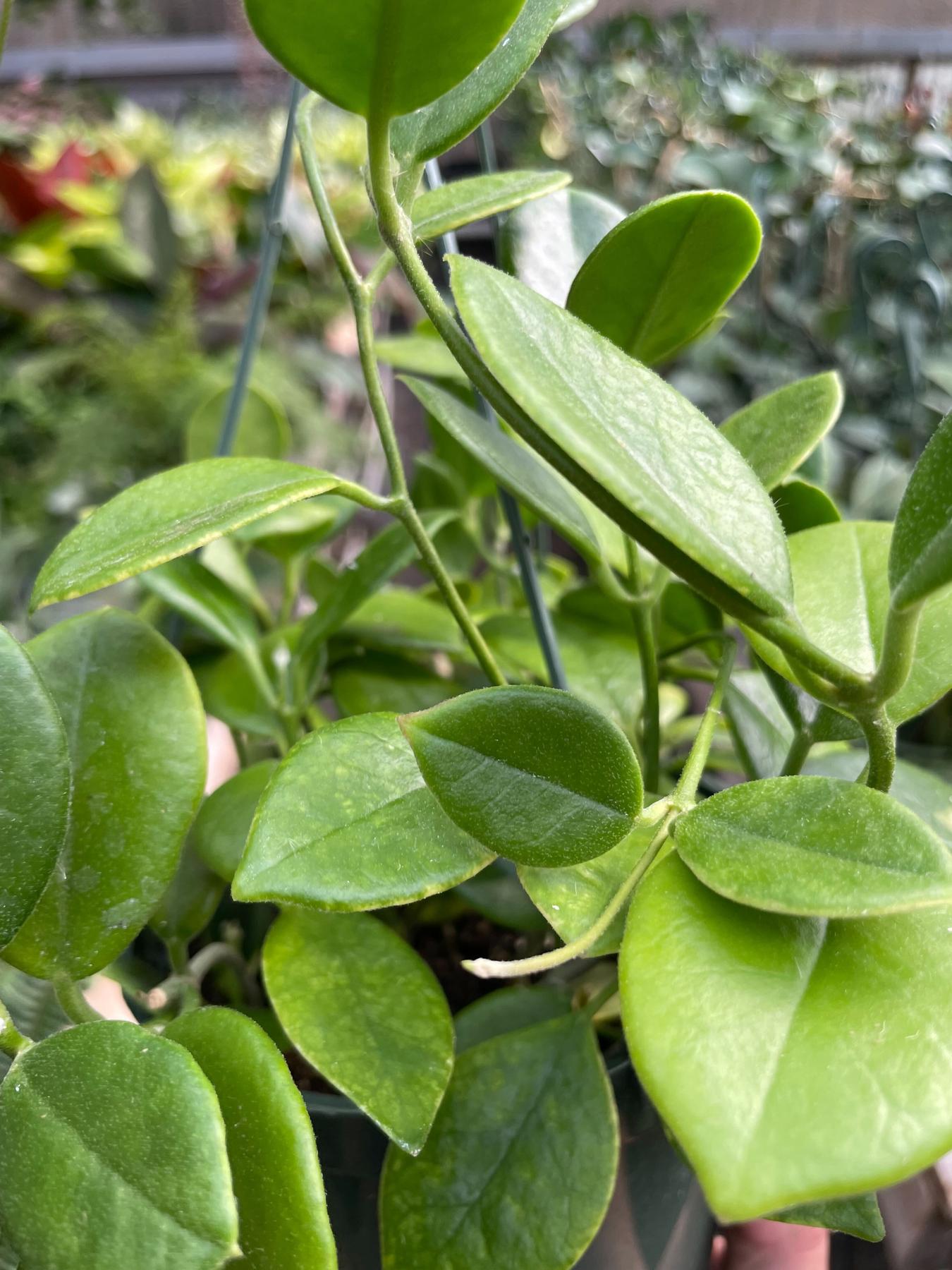 Hoya 'Keysii'-The Succulent Source