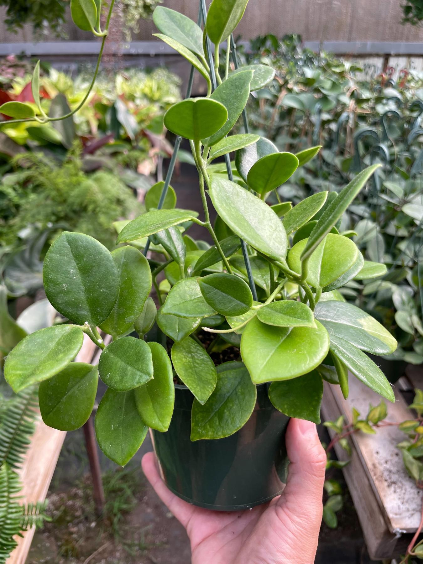 Hoya 'Keysii'-The Succulent Source