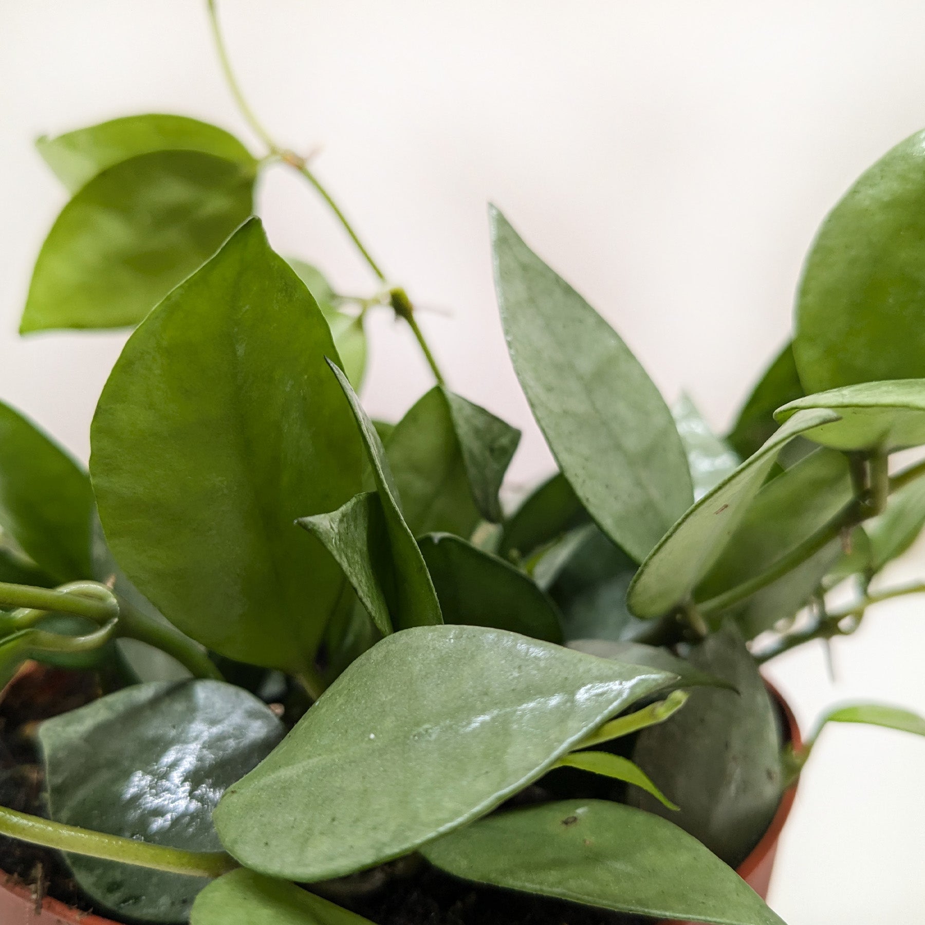 Hoya Krohniana Super Silver-The Succulent Source