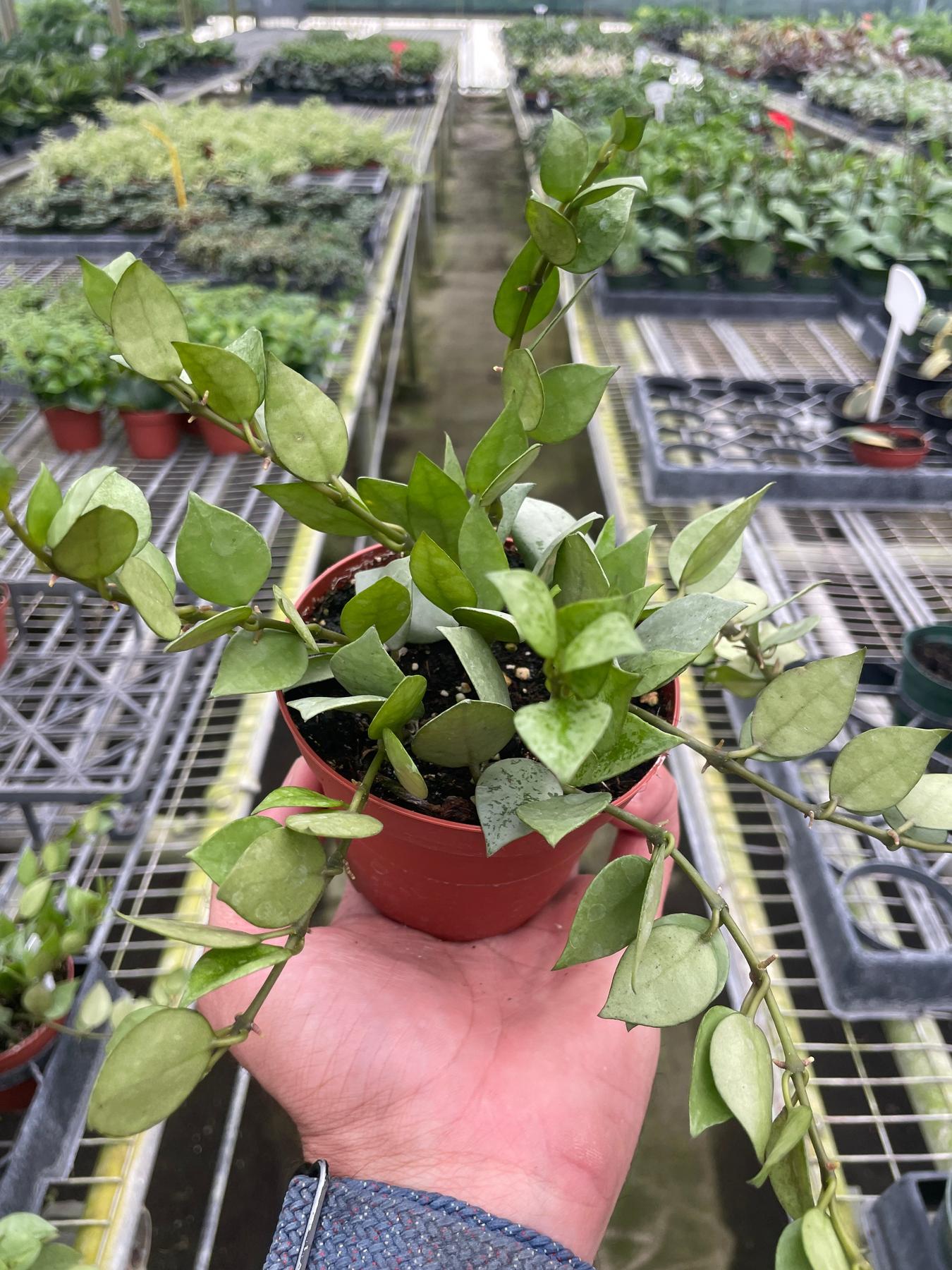 Hoya Krohniana Super Silver-The Succulent Source