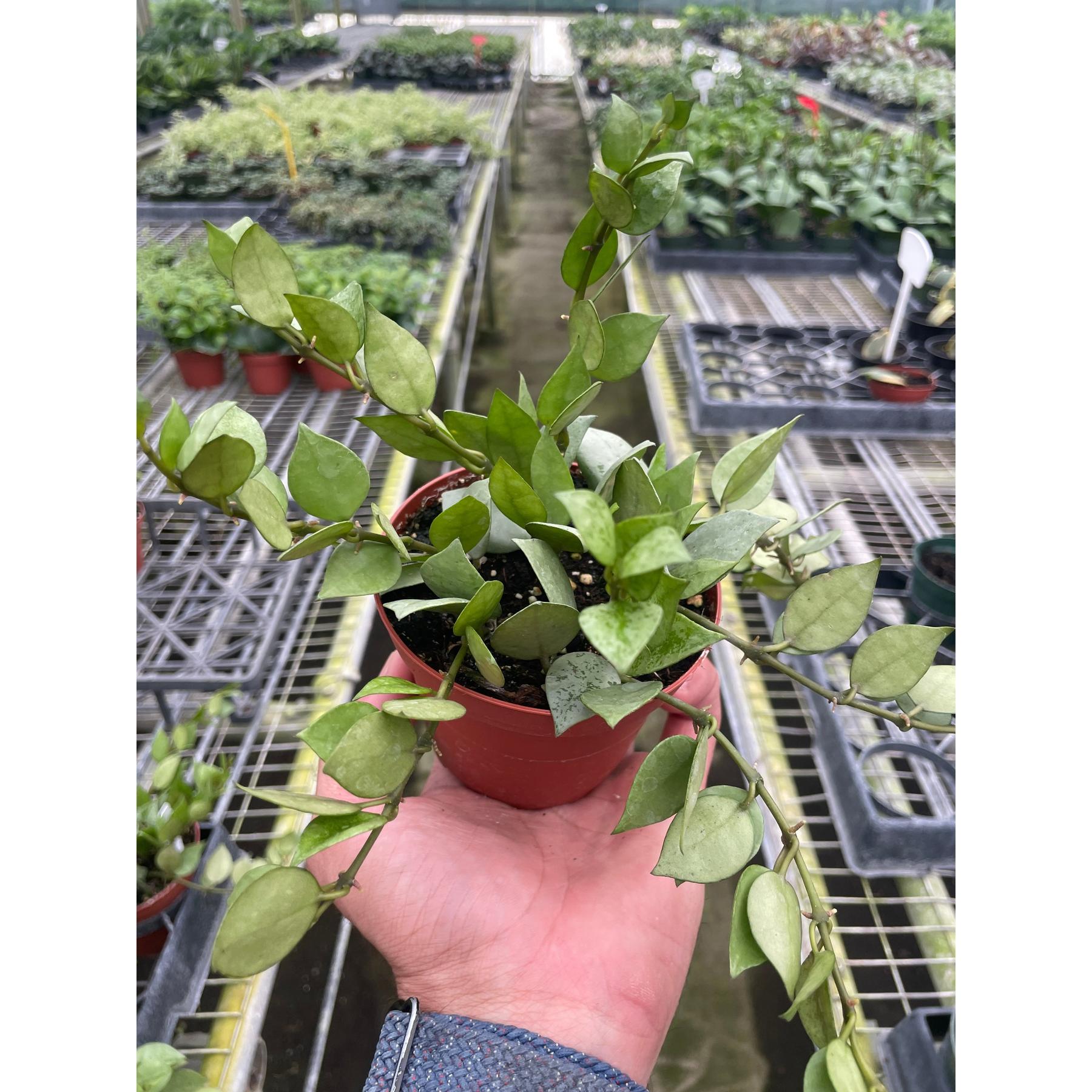 Hoya Krohniana Super Silver-The Succulent Source