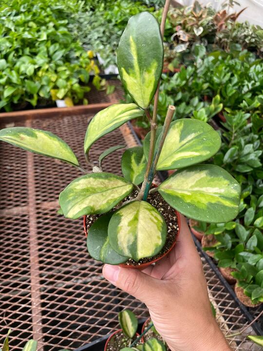 Hoya Obovata Reverse-Indoor Plants-The Succulent Source