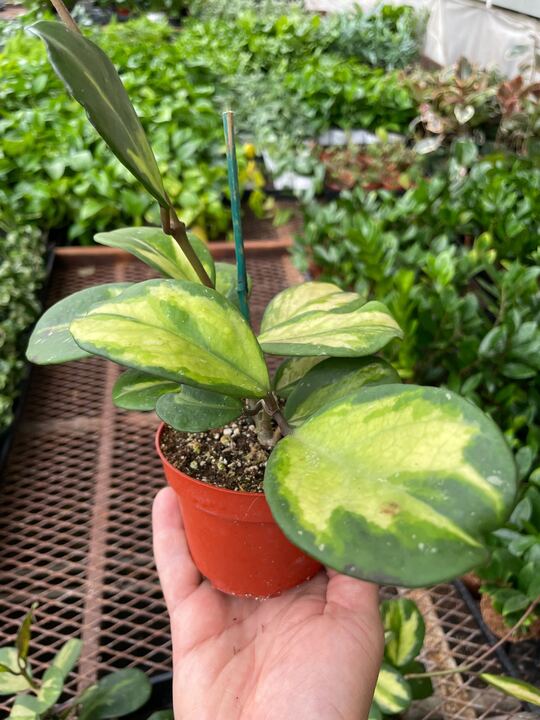 Hoya Obovata Reverse-Indoor Plants-The Succulent Source