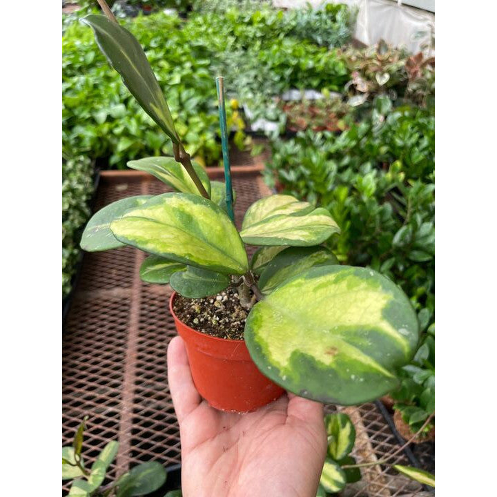 Hoya Obovata Reverse-Indoor Plants-The Succulent Source