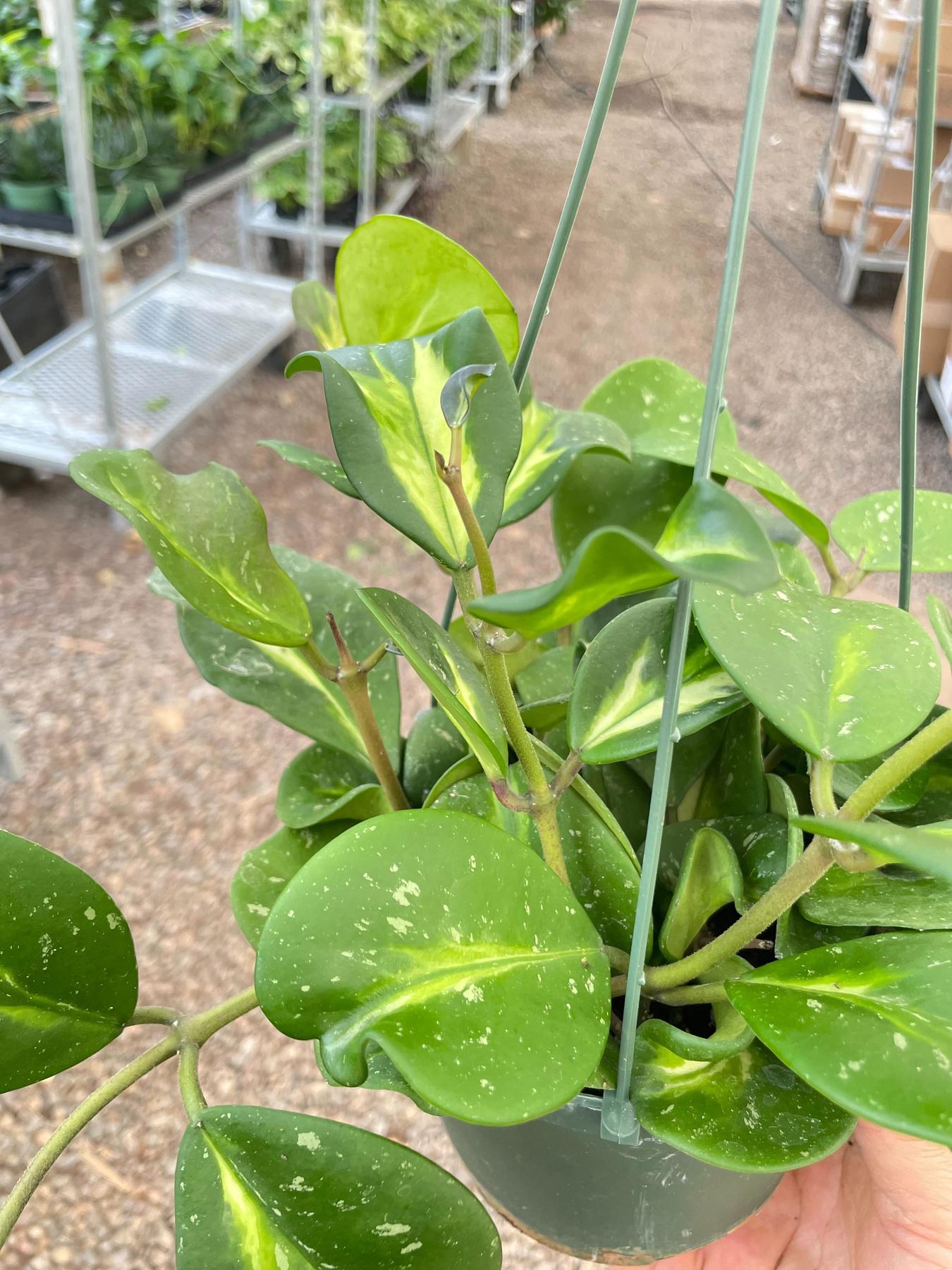 Hoya Obovata Reverse-Indoor Plants-The Succulent Source
