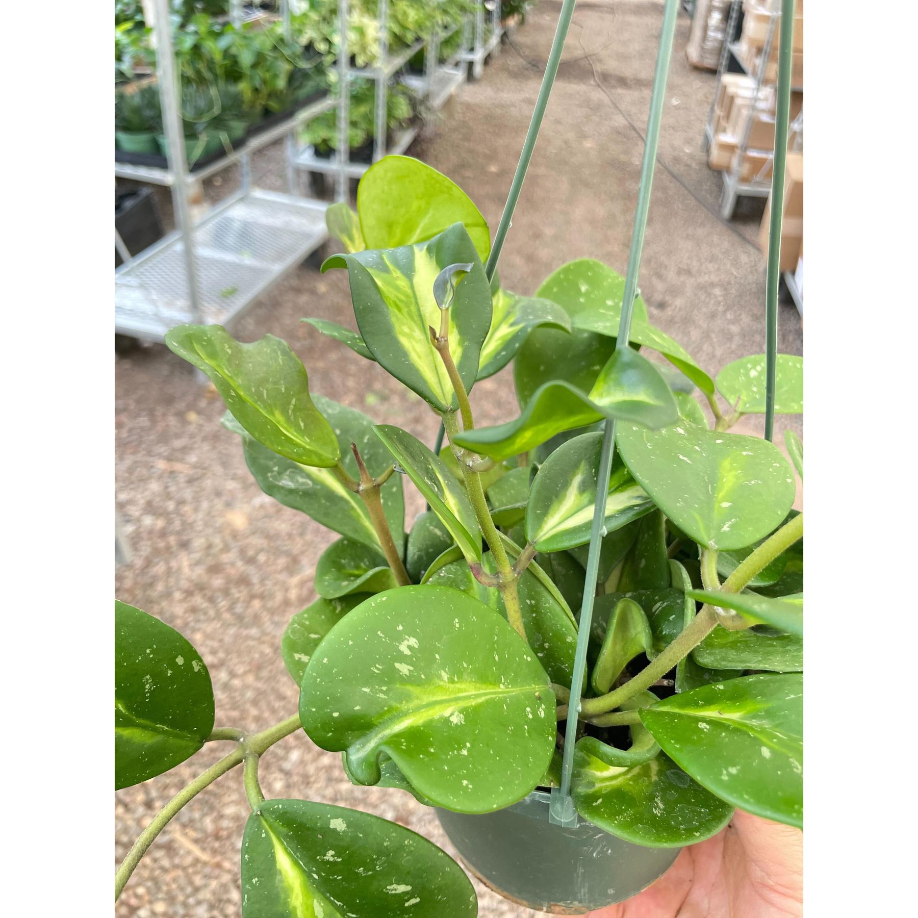 Hoya Obovata Reverse-Indoor Plants-The Succulent Source