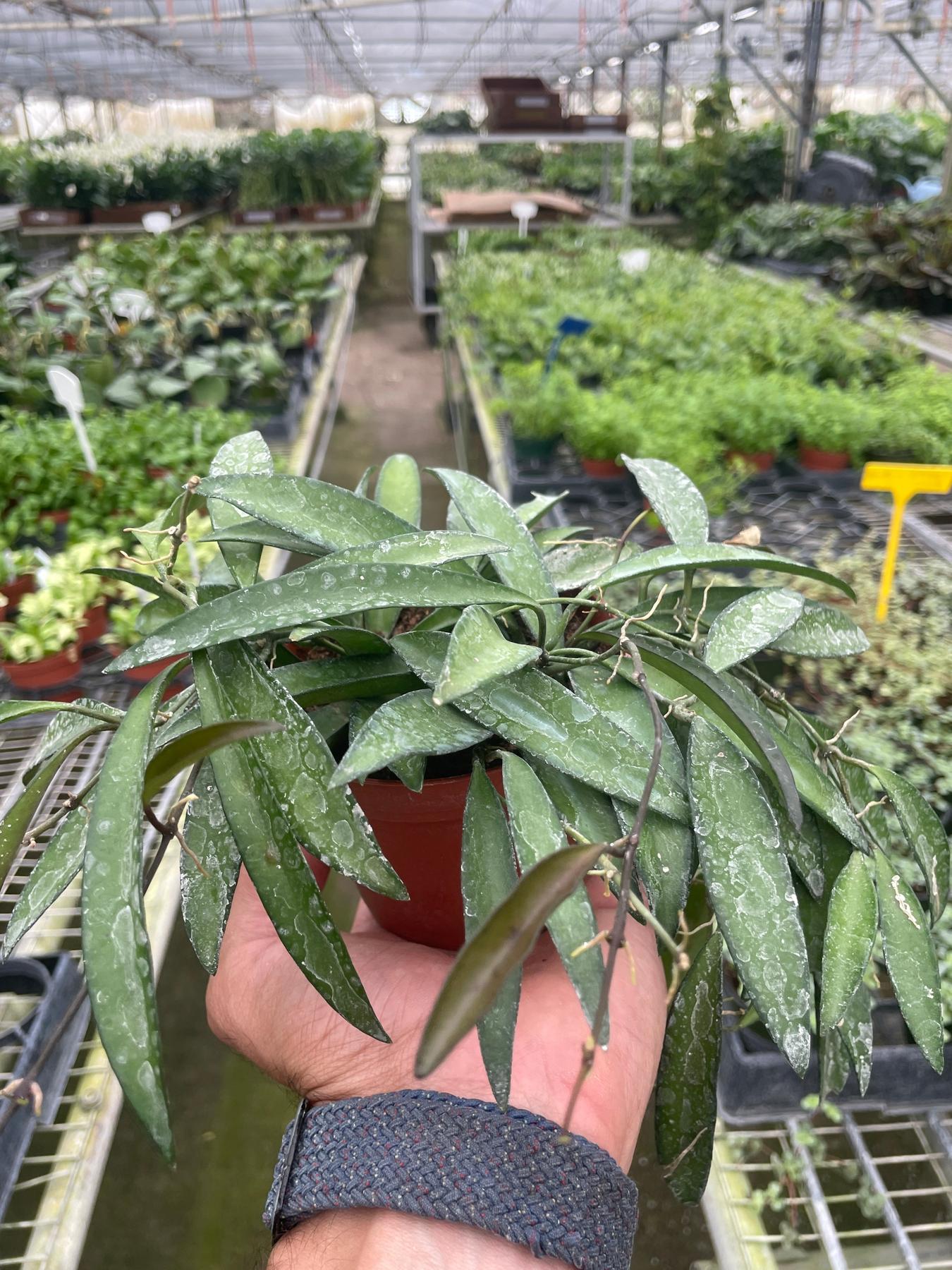 Hoya Wayetii-The Succulent Source