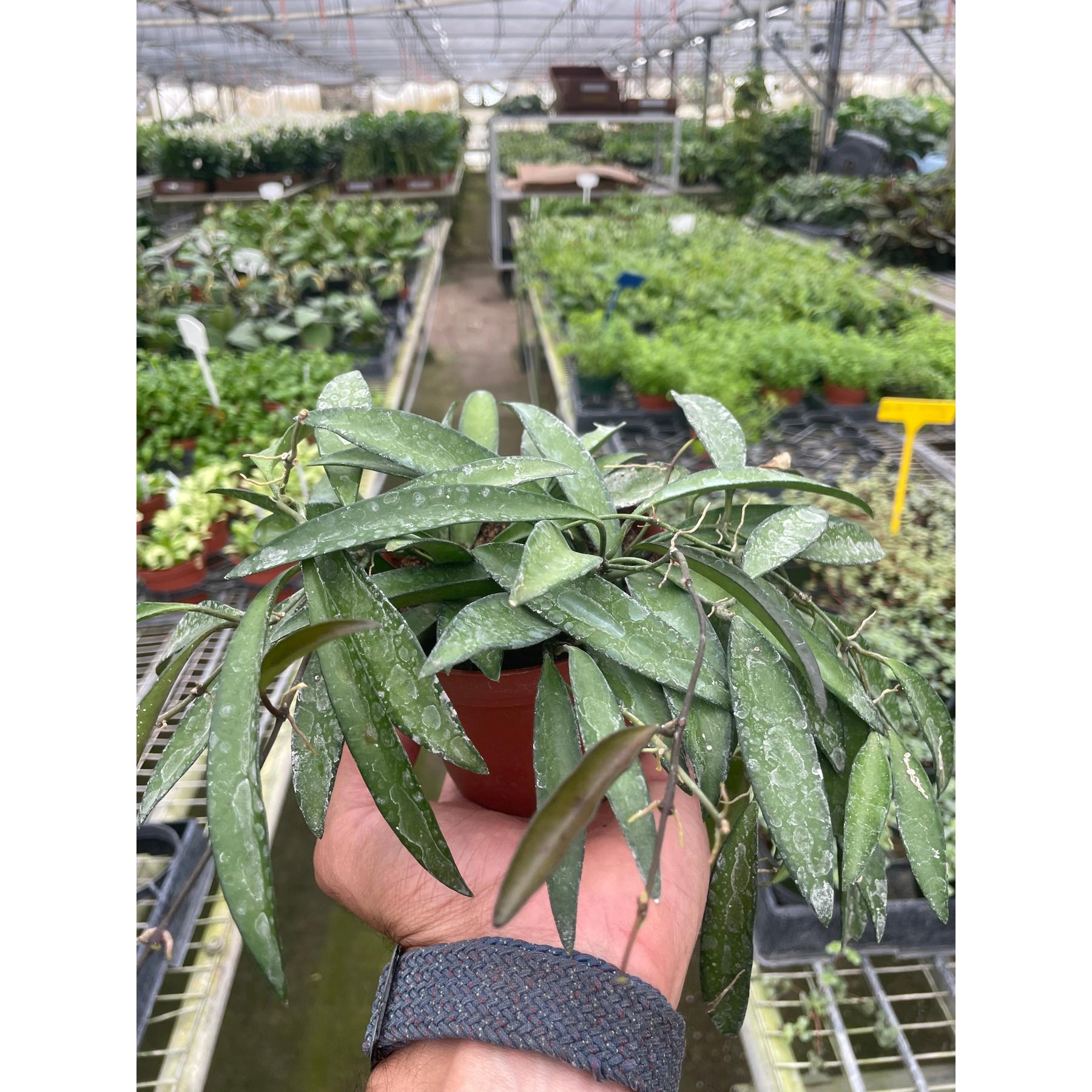 Hoya Wayetii-The Succulent Source