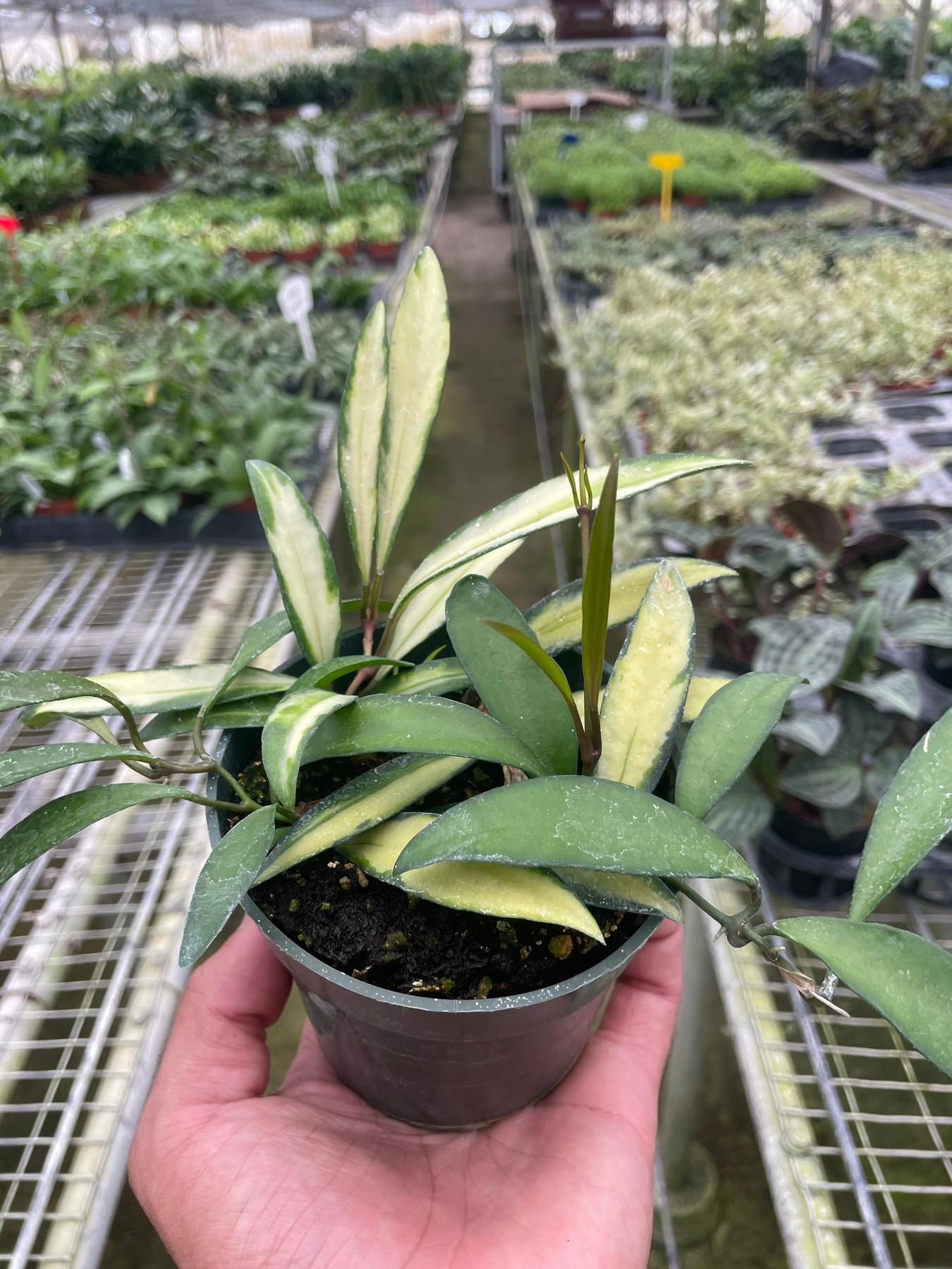 Hoya Wayetii Variegated-The Succulent Source