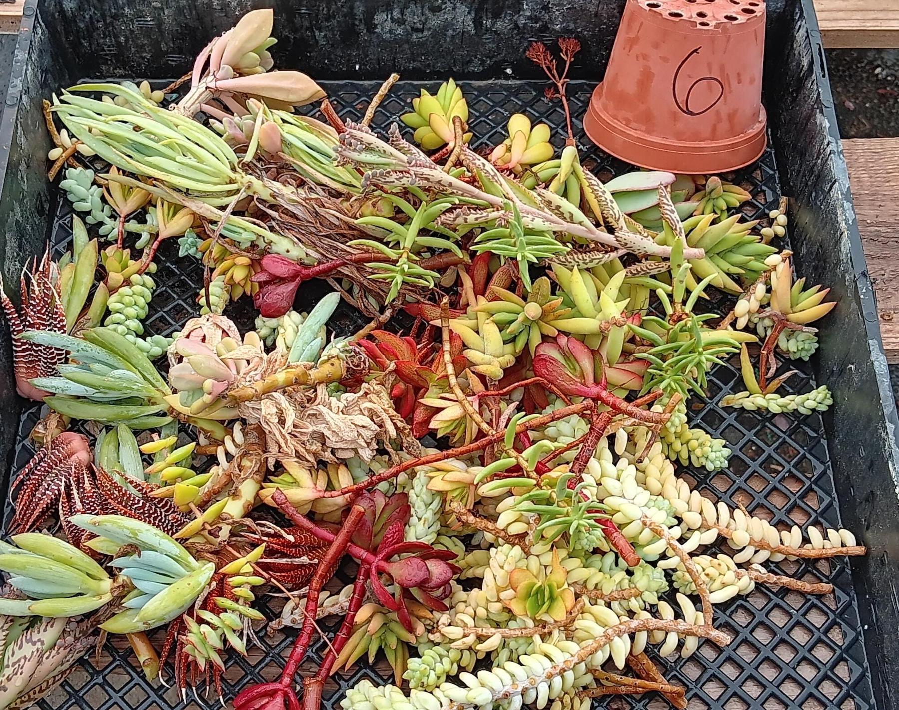 Facebook Succulent TLC Bargain SPECIAL Trays
