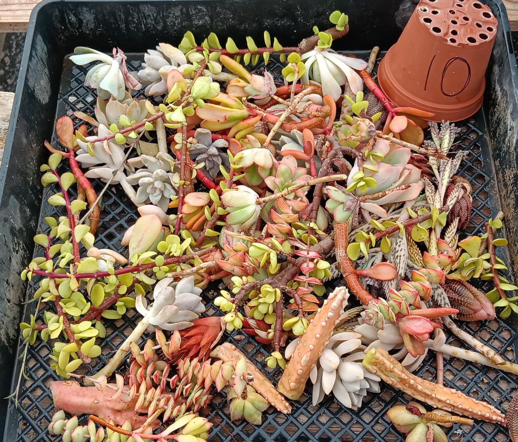 Facebook Succulent TLC Bargain SPECIAL Trays