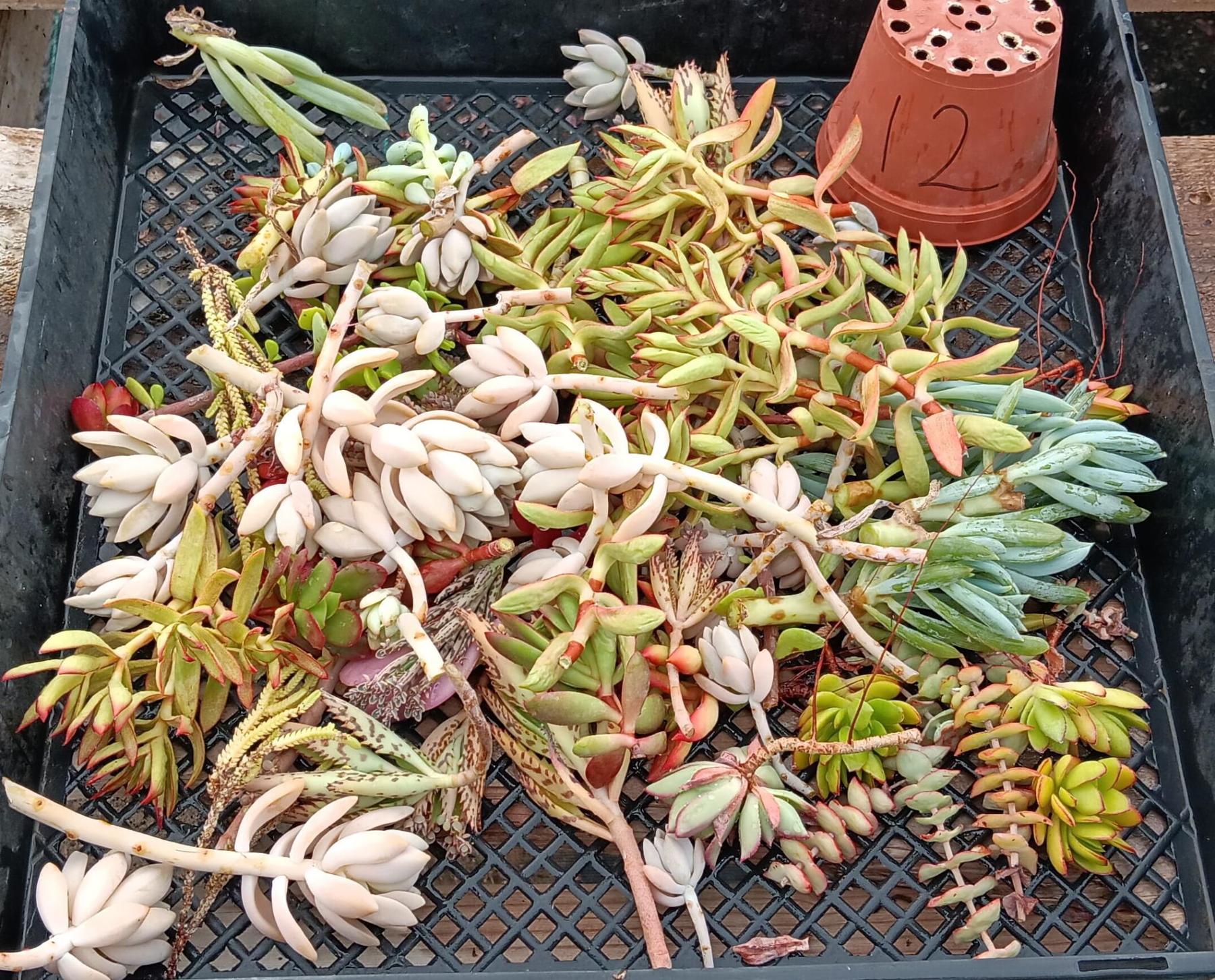 Facebook Succulent TLC Bargain SPECIAL Trays