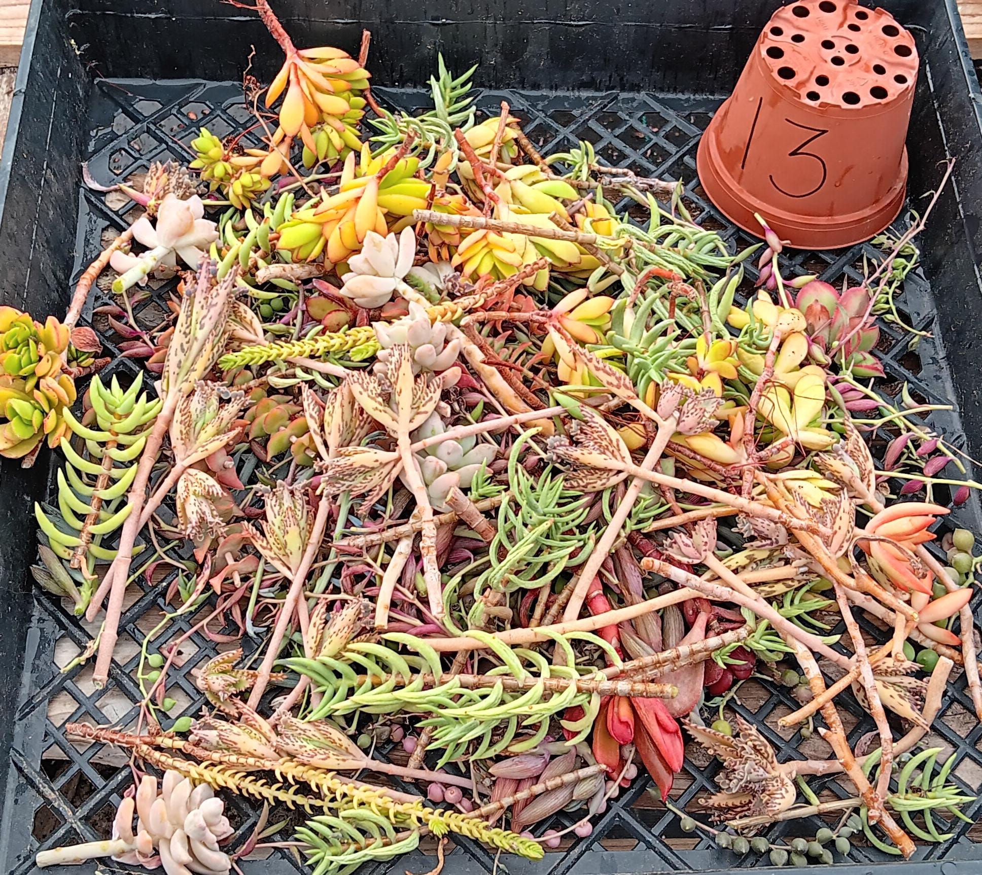 Facebook Succulent TLC Bargain SPECIAL Trays