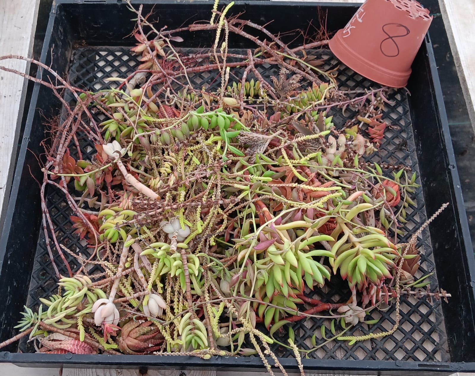 Facebook Succulents TLC Bargain SPECIAL Trays