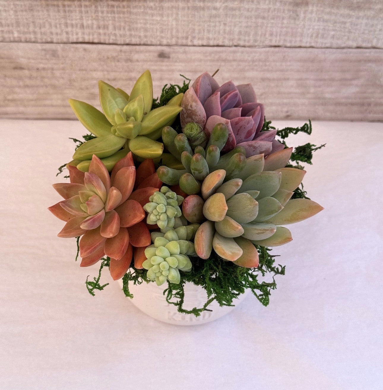 Bee Kind ceramic bee embosed planter filled with succulent plants