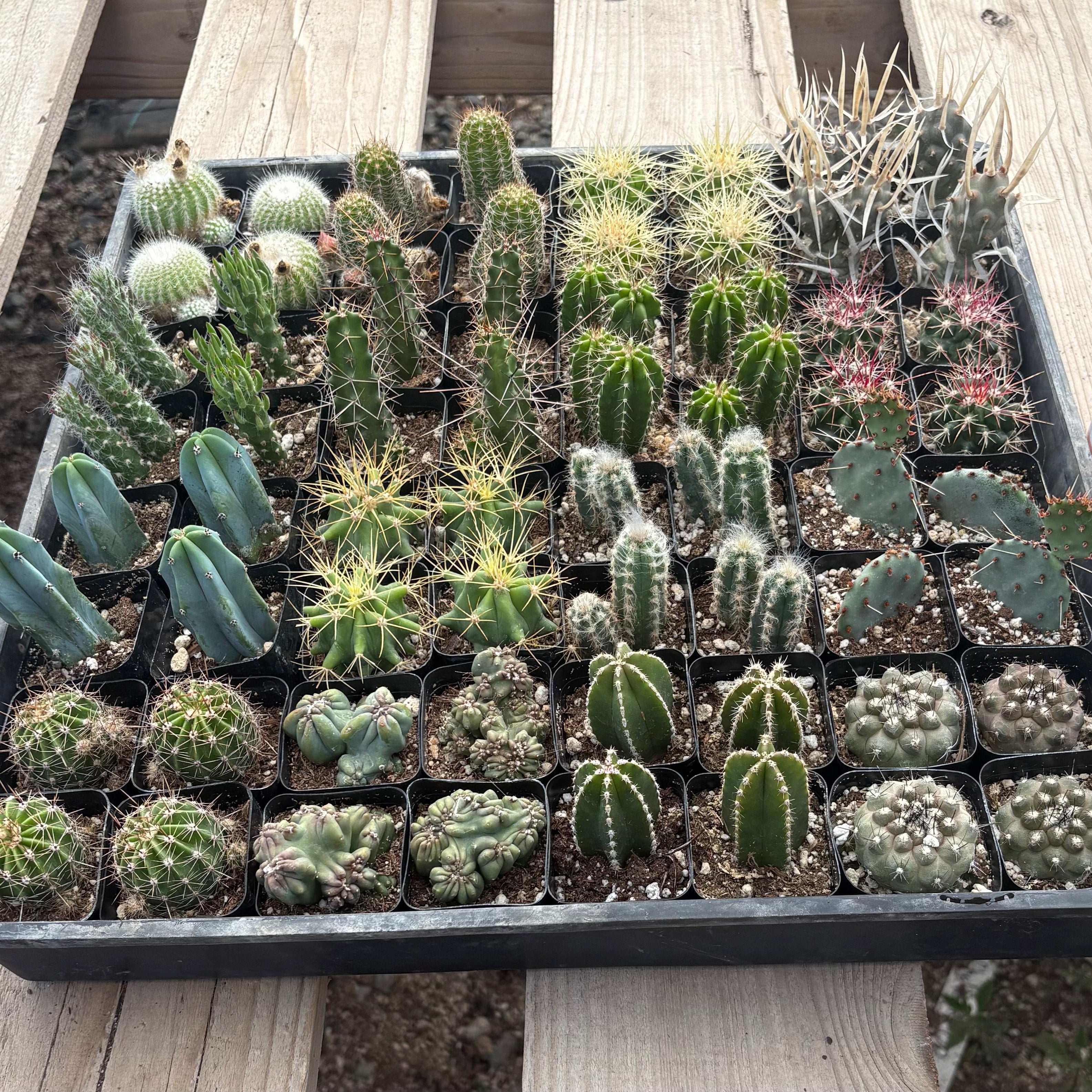 Super 64 Tray
