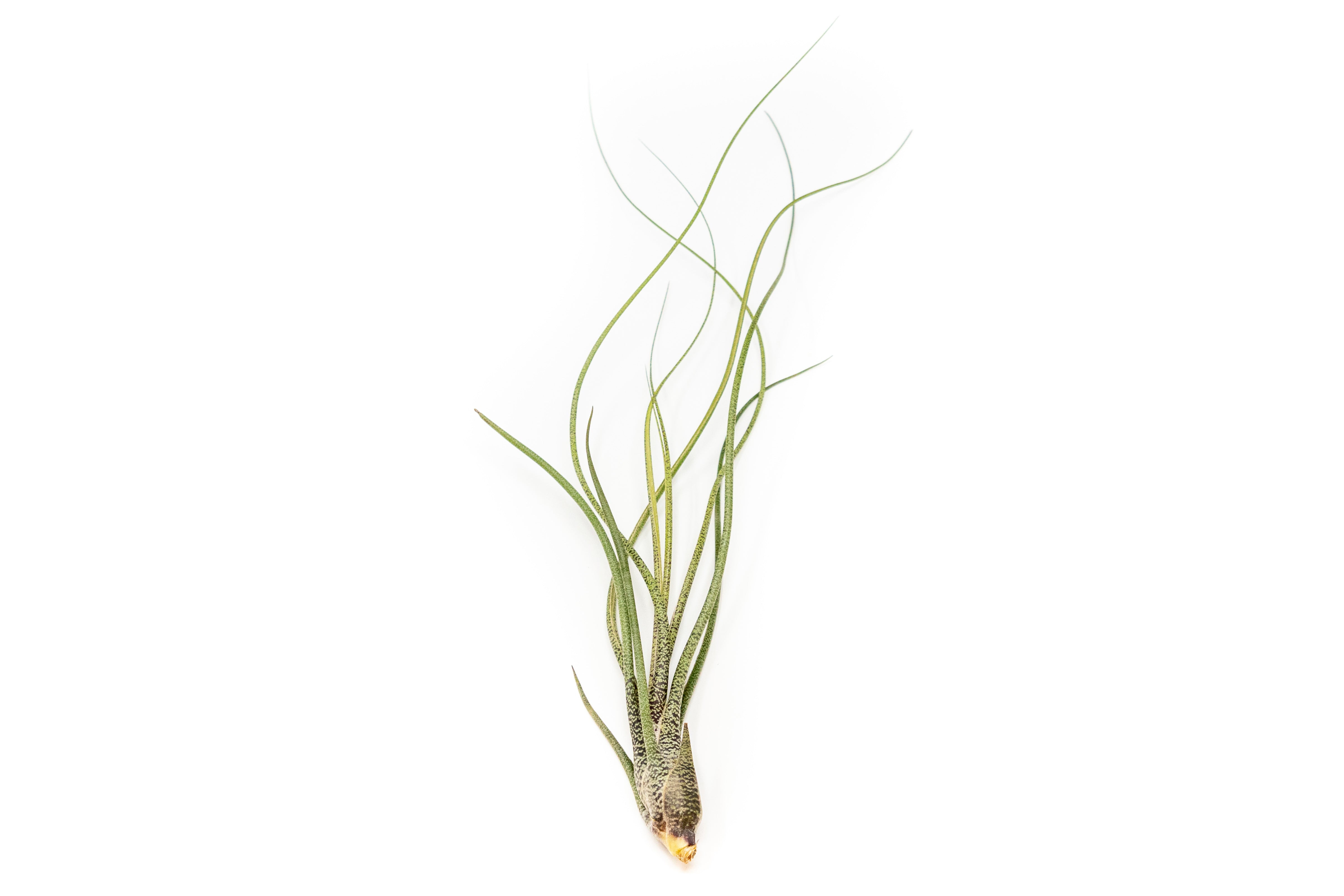 [In Bloom Now] Large Tillandsia Butzii Air Plants / 6-9 Inch Plants-airplant-The Succulent Source