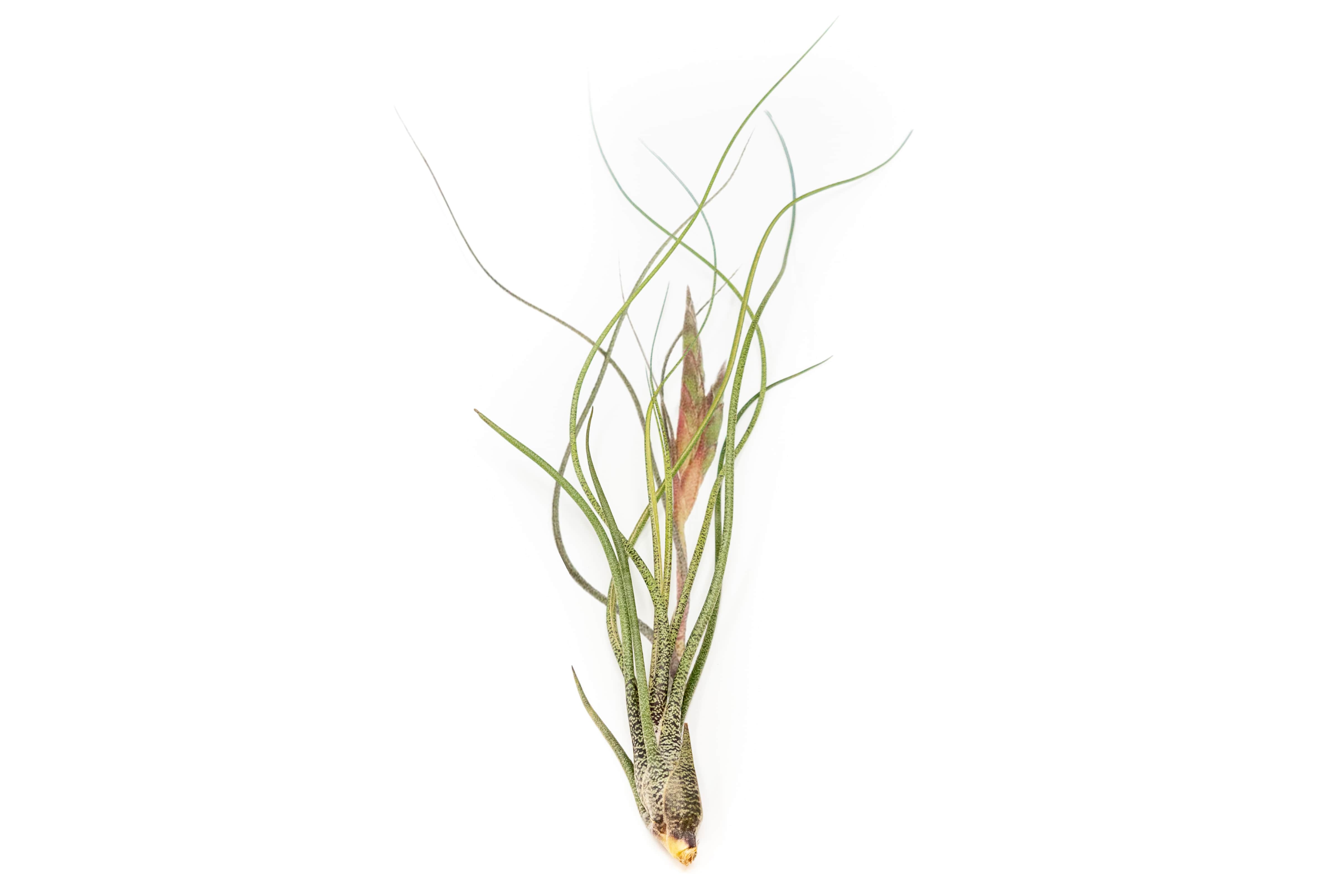 [In Bloom Now] Large Tillandsia Butzii Air Plants / 6-9 Inch Plants-airplant-The Succulent Source