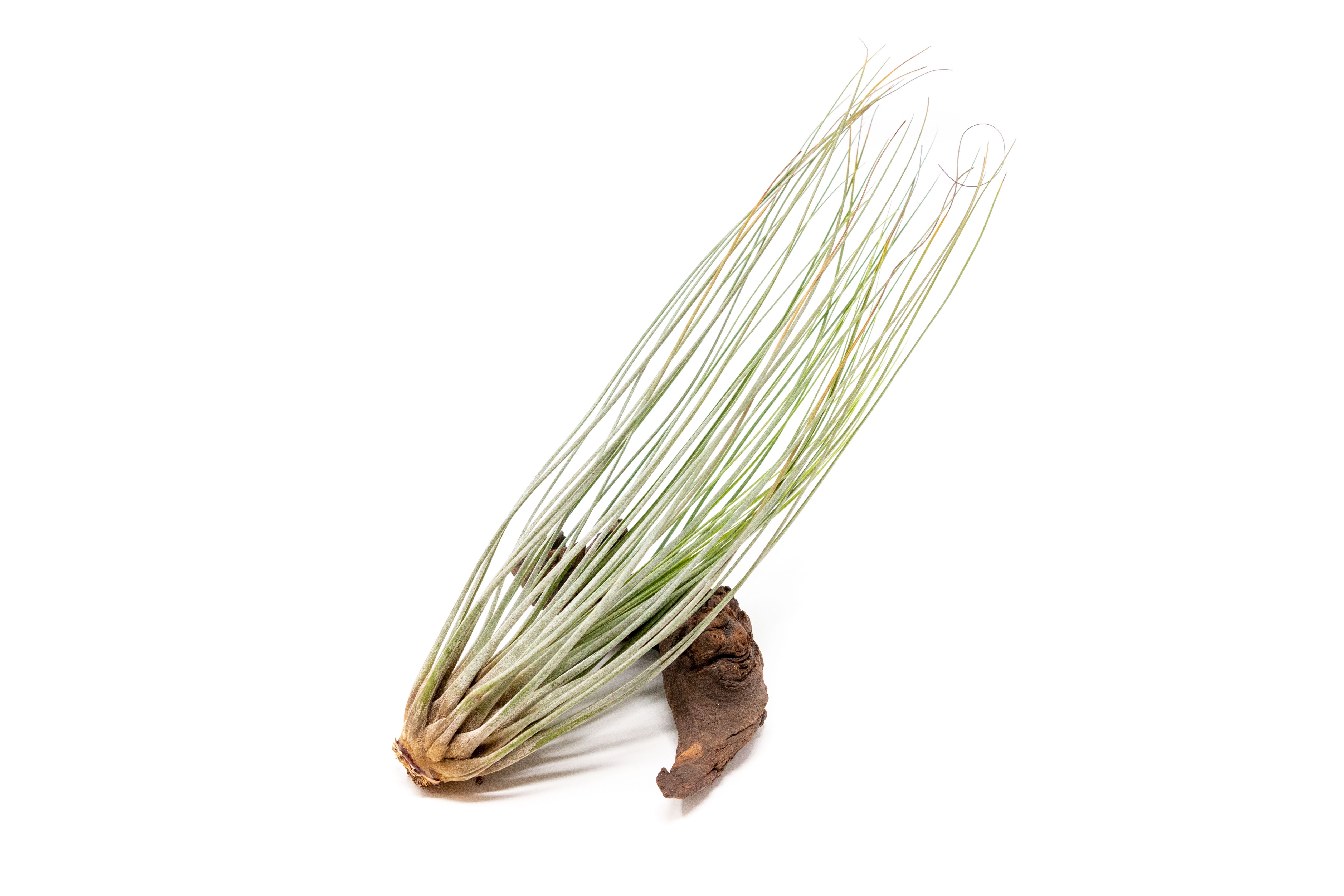 [In Bloom Now] Tillandsia Juncea Air Plants-airplant-The Succulent Source