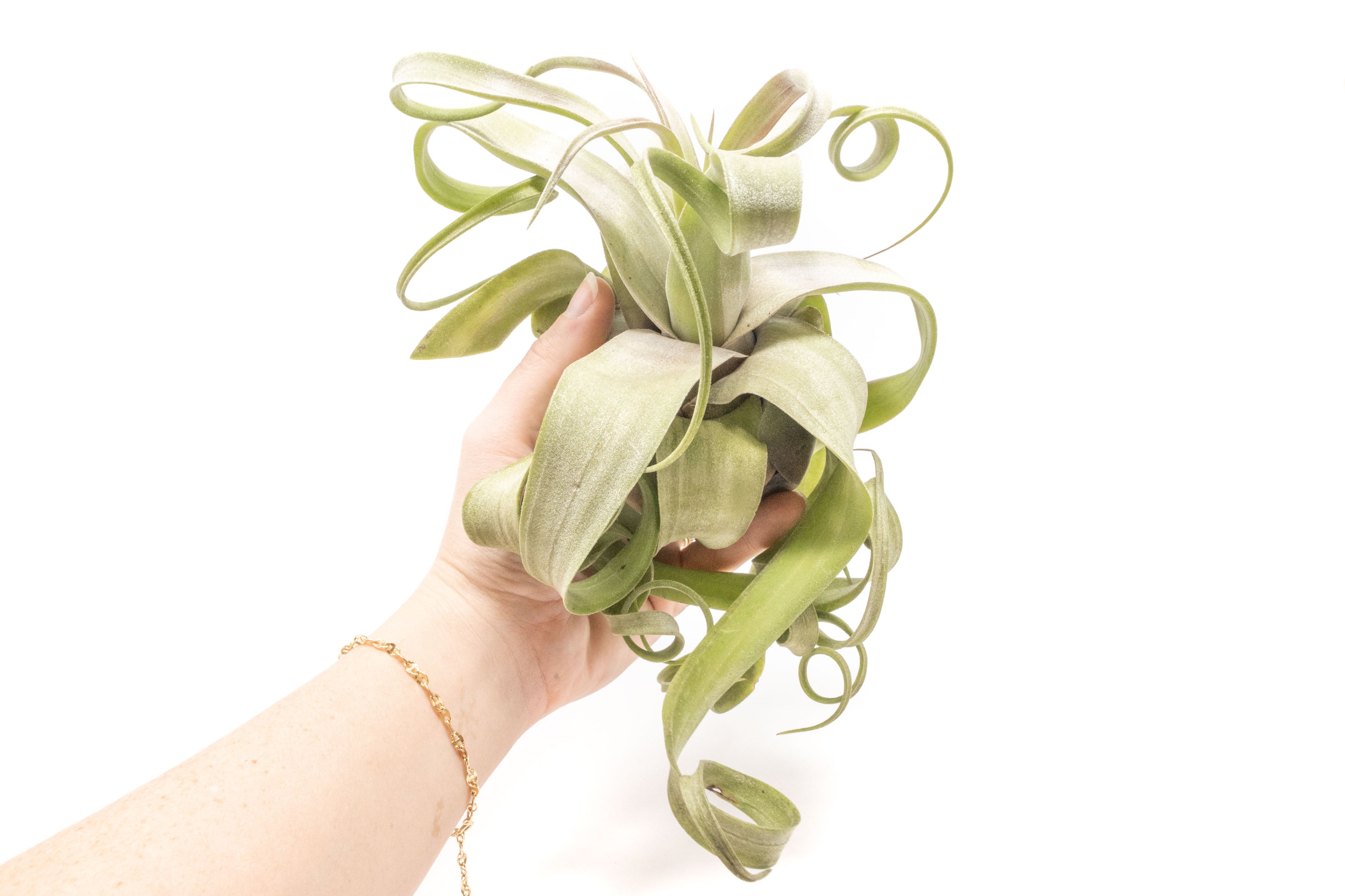 Jumbo Tillandsia Streptophylla Air Plants - Limited Quantities-airplant-The Succulent Source