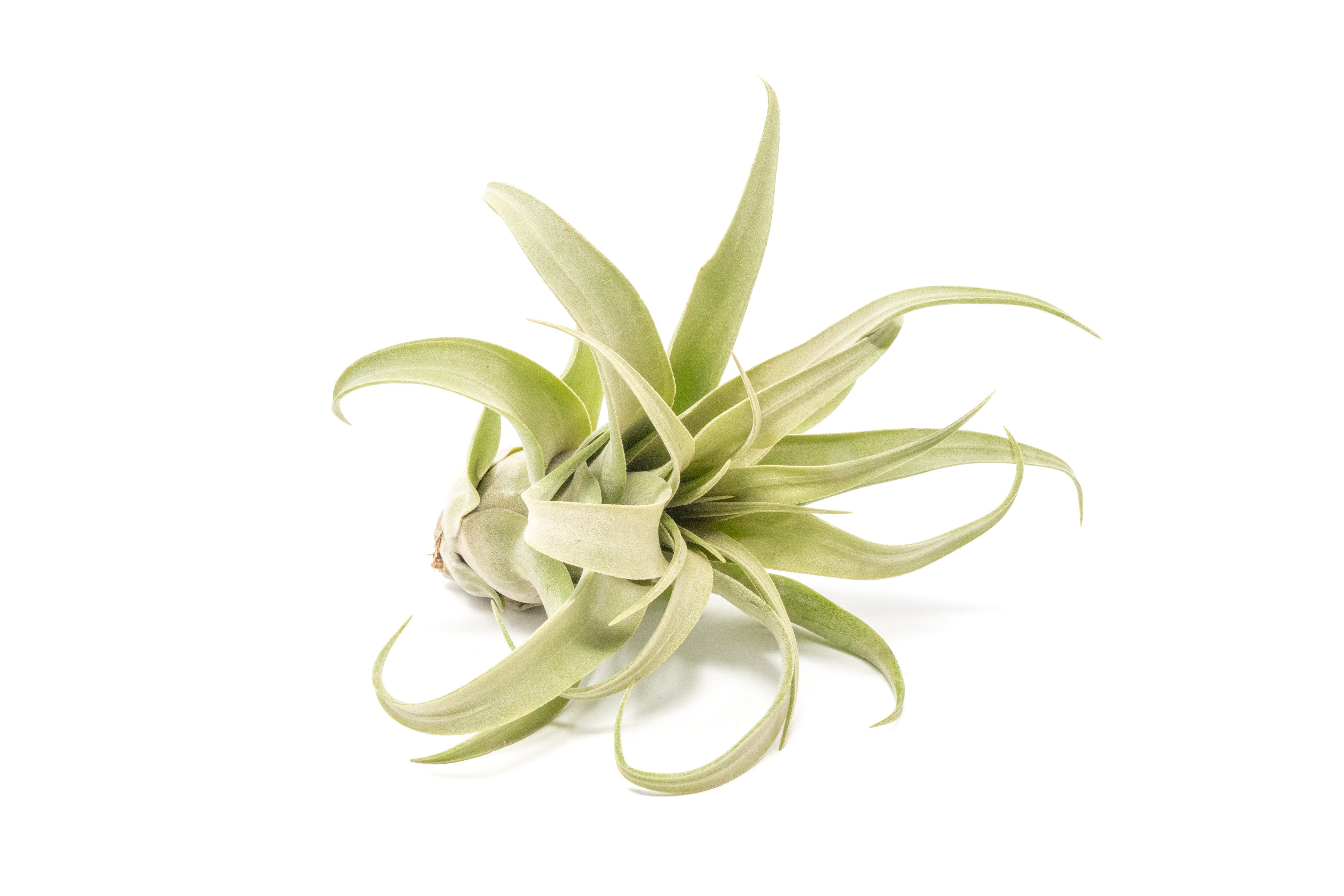 Jumbo Tillandsia Streptophylla Air Plants - Limited Quantities-airplant-The Succulent Source