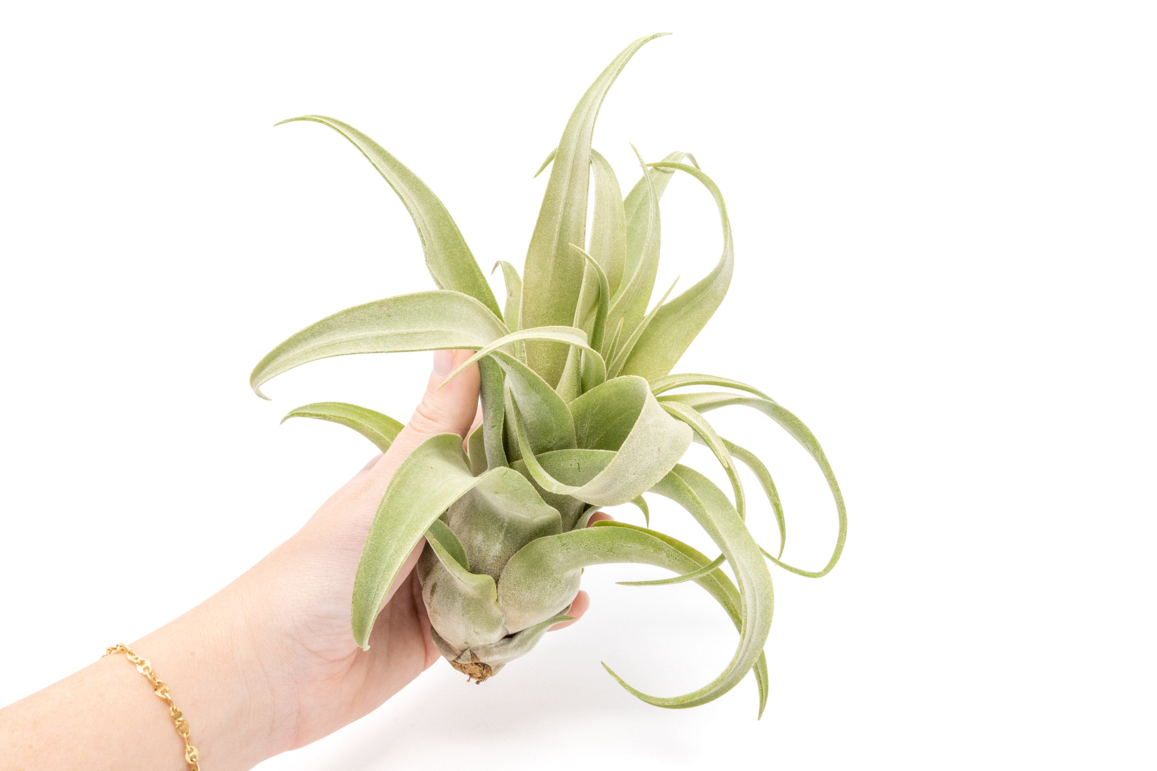 Jumbo Tillandsia Streptophylla Air Plants - Limited Quantities-airplant-The Succulent Source