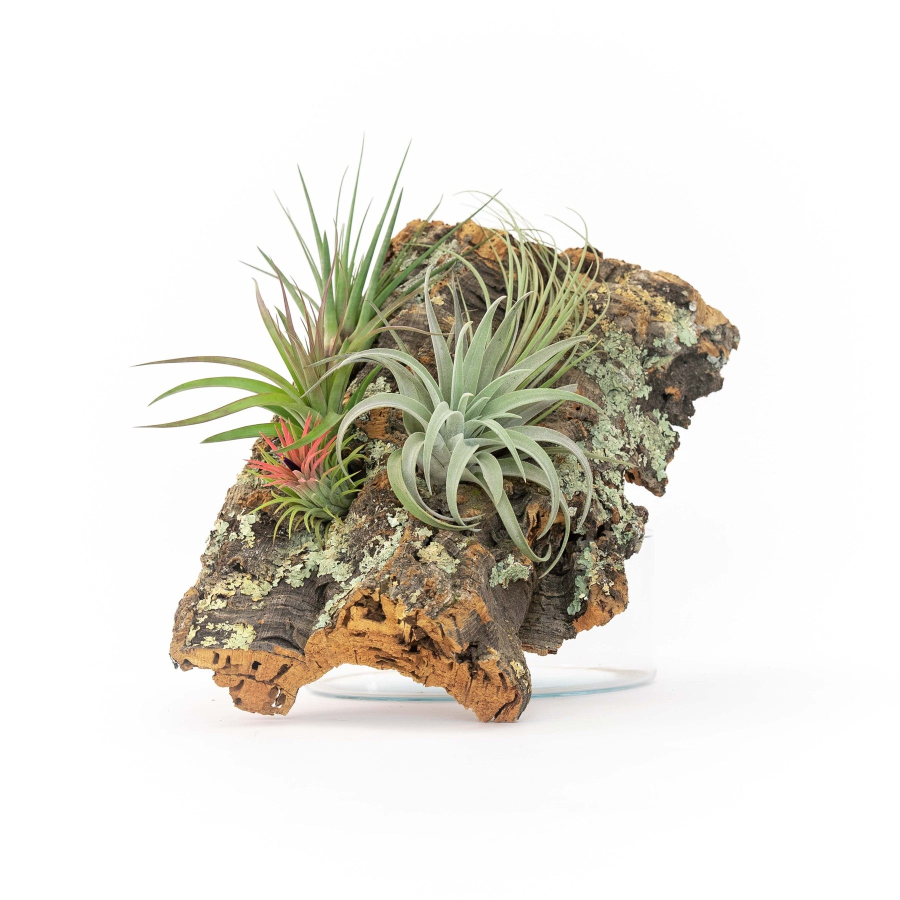 Large Cork Bark Display with 5 Tillandsia Air Plants & Waterproof Glue - About 10 X 16 Inches-terrarium-The Succulent Source