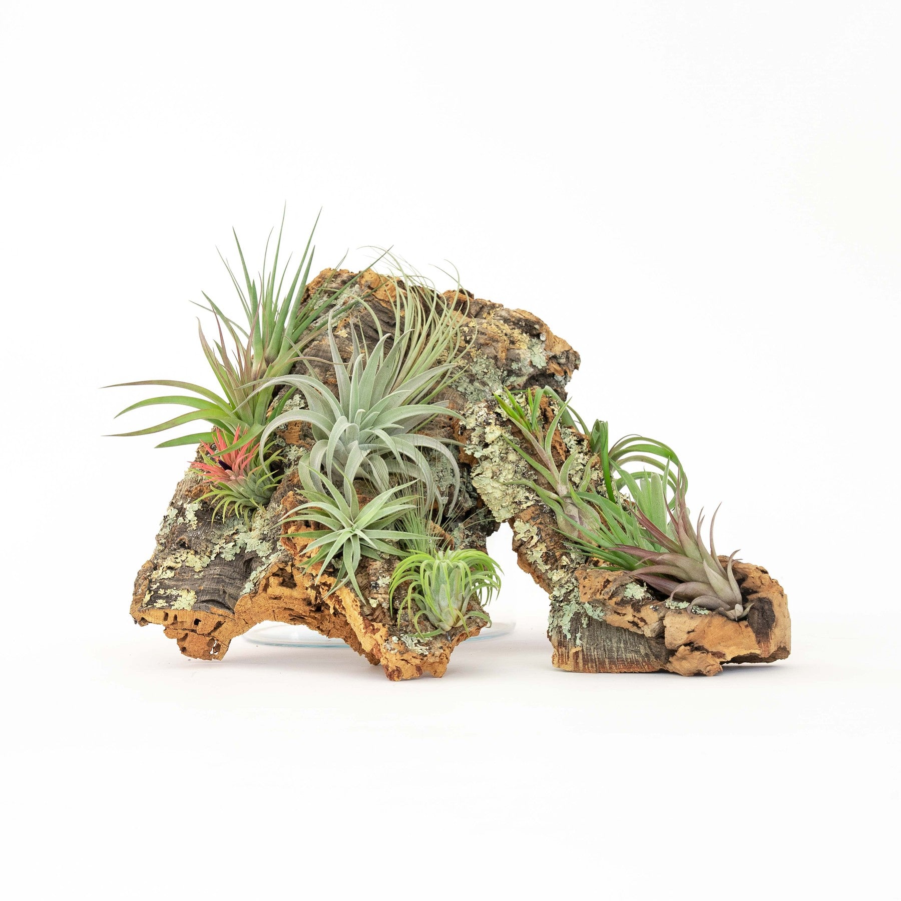 Large Cork Bark Display with 5 Tillandsia Air Plants & Waterproof Glue - About 10 X 16 Inches-terrarium-The Succulent Source