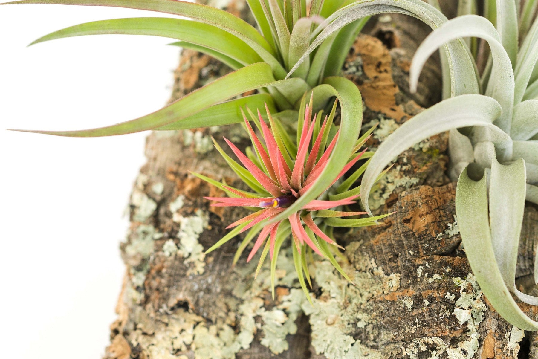 Large Cork Bark Display with 5 Tillandsia Air Plants & Waterproof Glue - About 10 X 16 Inches-terrarium-The Succulent Source