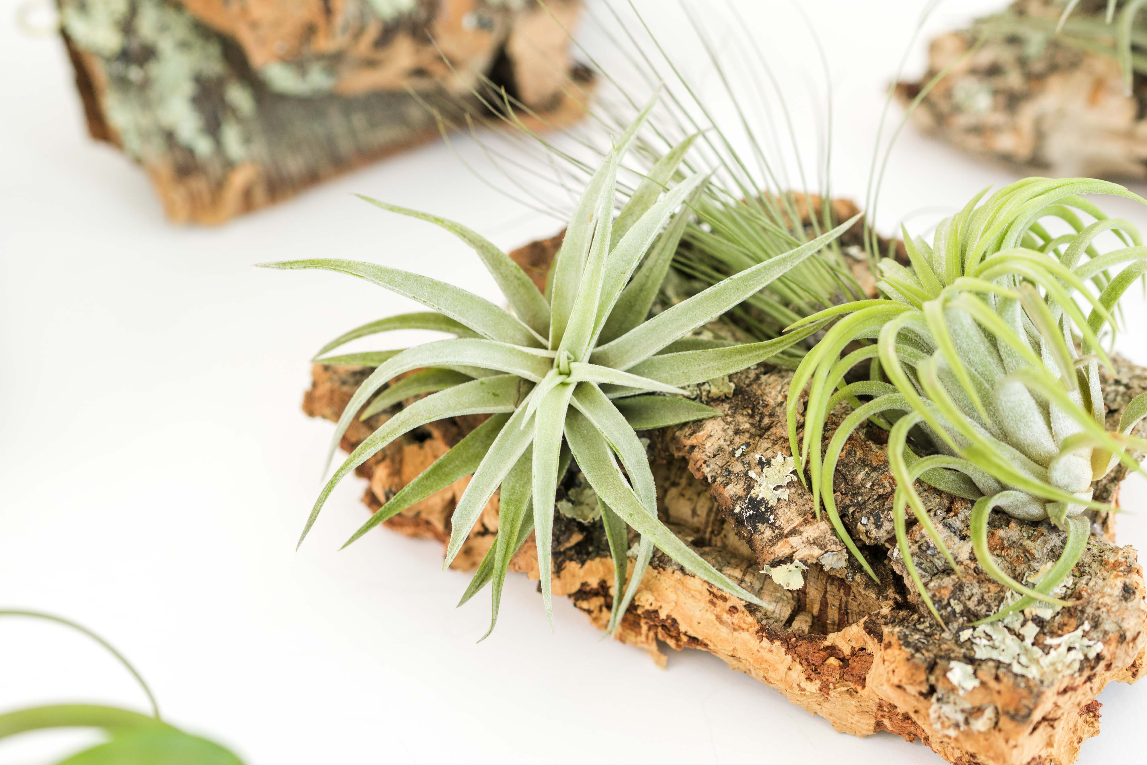 Large Cork Bark Display with 5 Tillandsia Air Plants & Waterproof Glue - About 10 X 16 Inches-terrarium-The Succulent Source