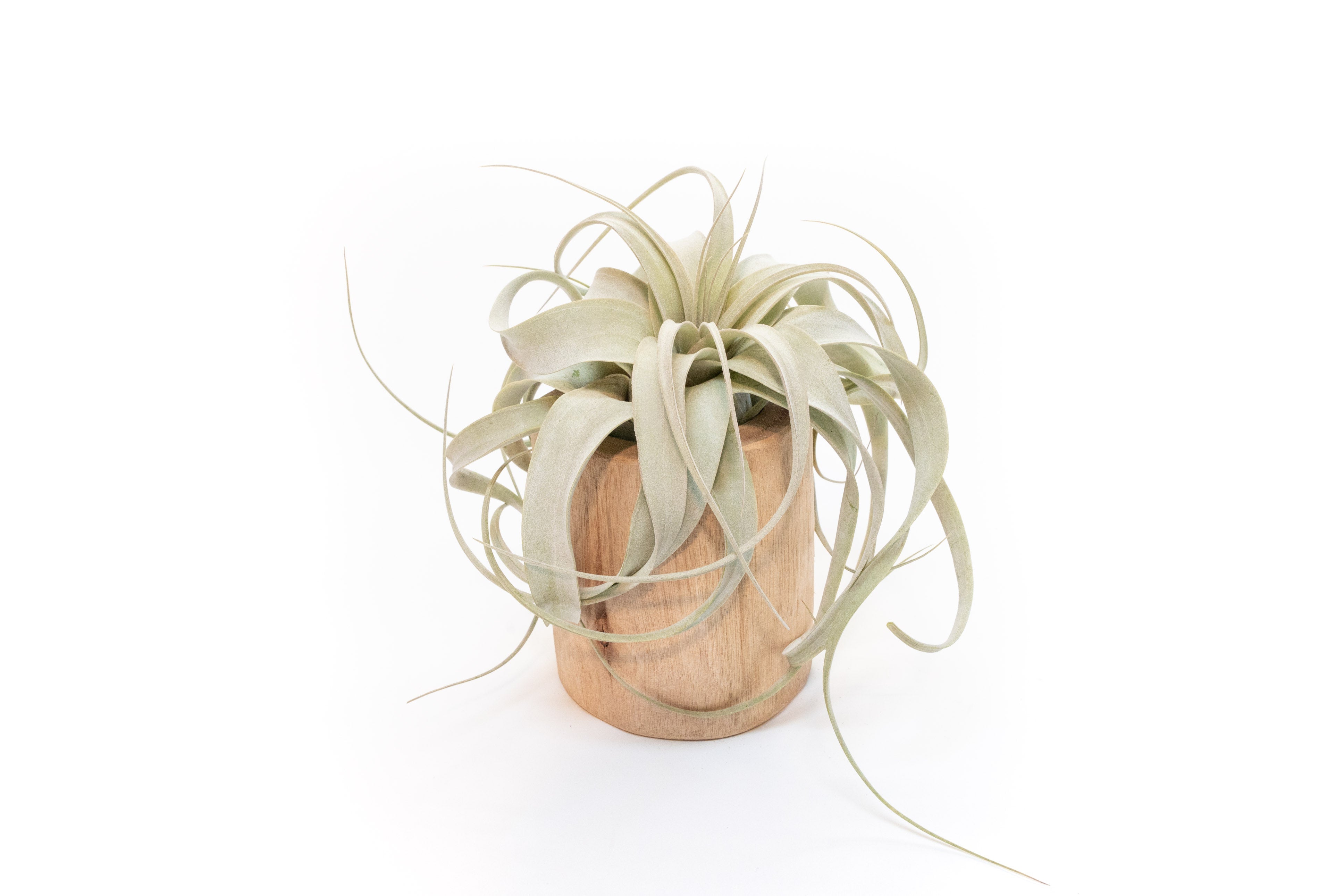 Large Driftwood Container - Choose Your Custom Tillandsia Air Plant-The Succulent Source