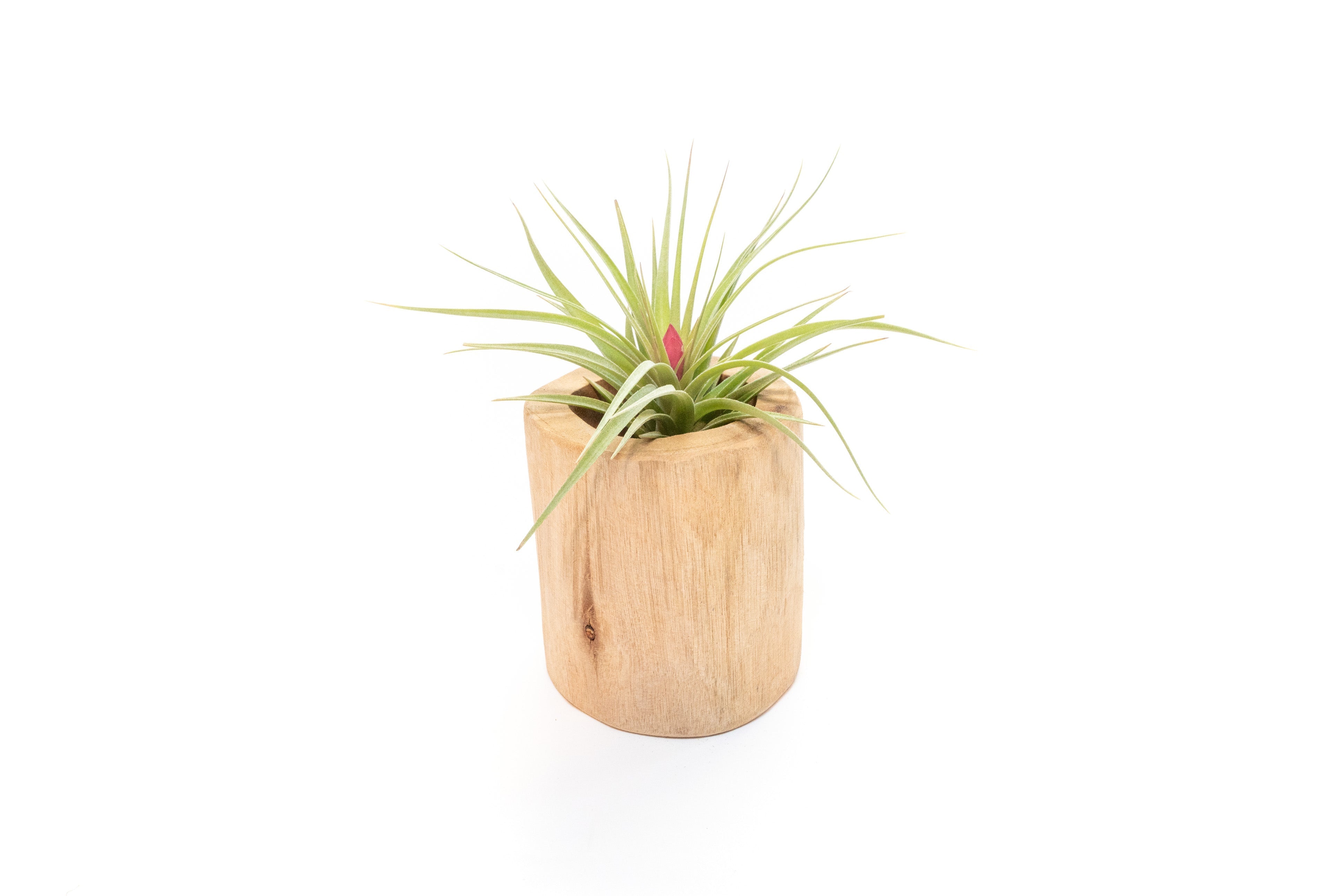 Large Driftwood Container - Choose Your Custom Tillandsia Air Plant-The Succulent Source