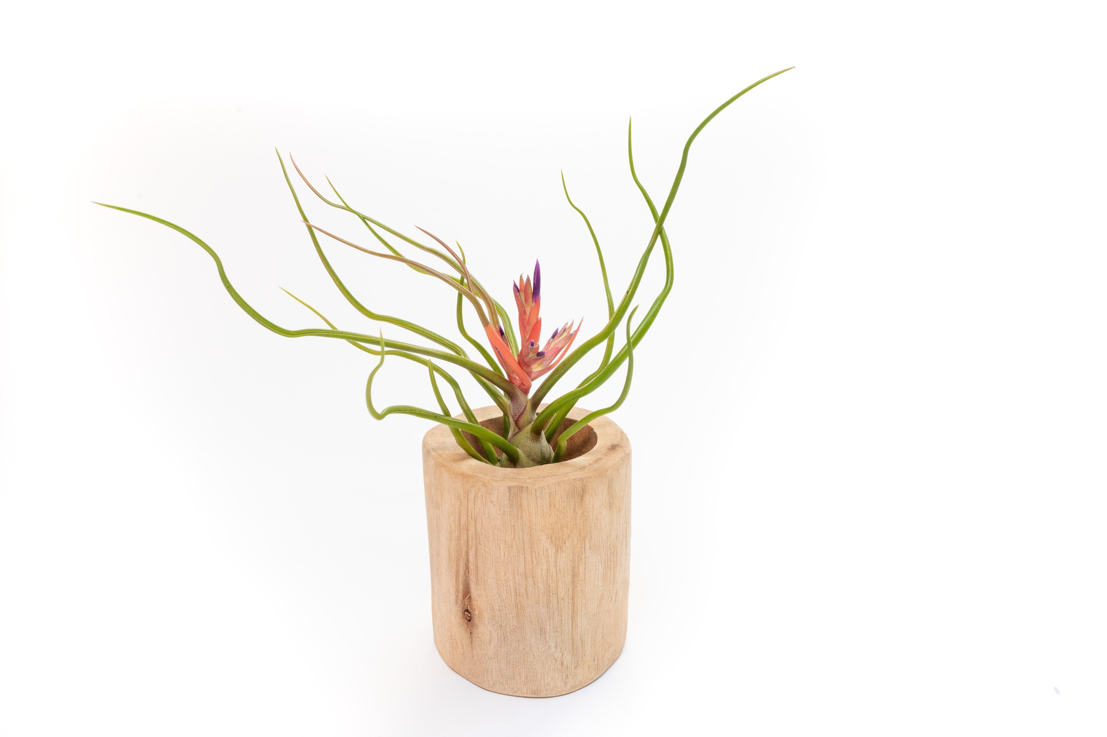 Large Driftwood Container - Choose Your Custom Tillandsia Air Plant-The Succulent Source