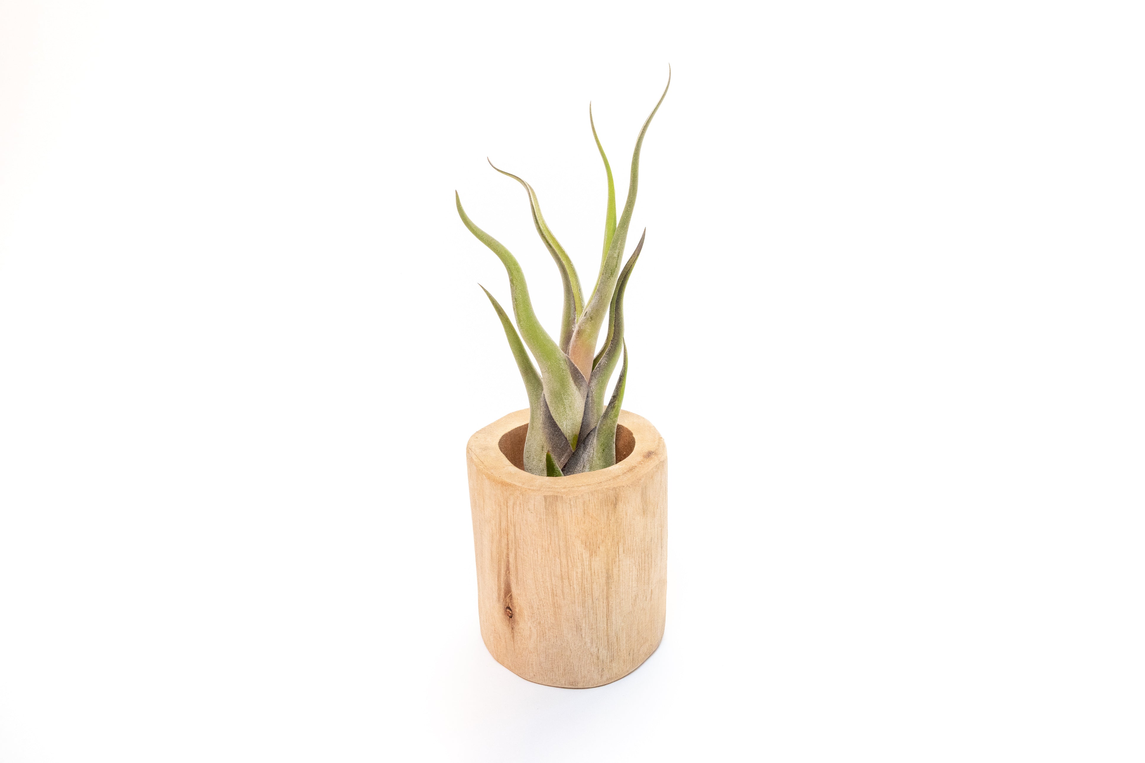 Large Driftwood Container - Choose Your Custom Tillandsia Air Plant-The Succulent Source