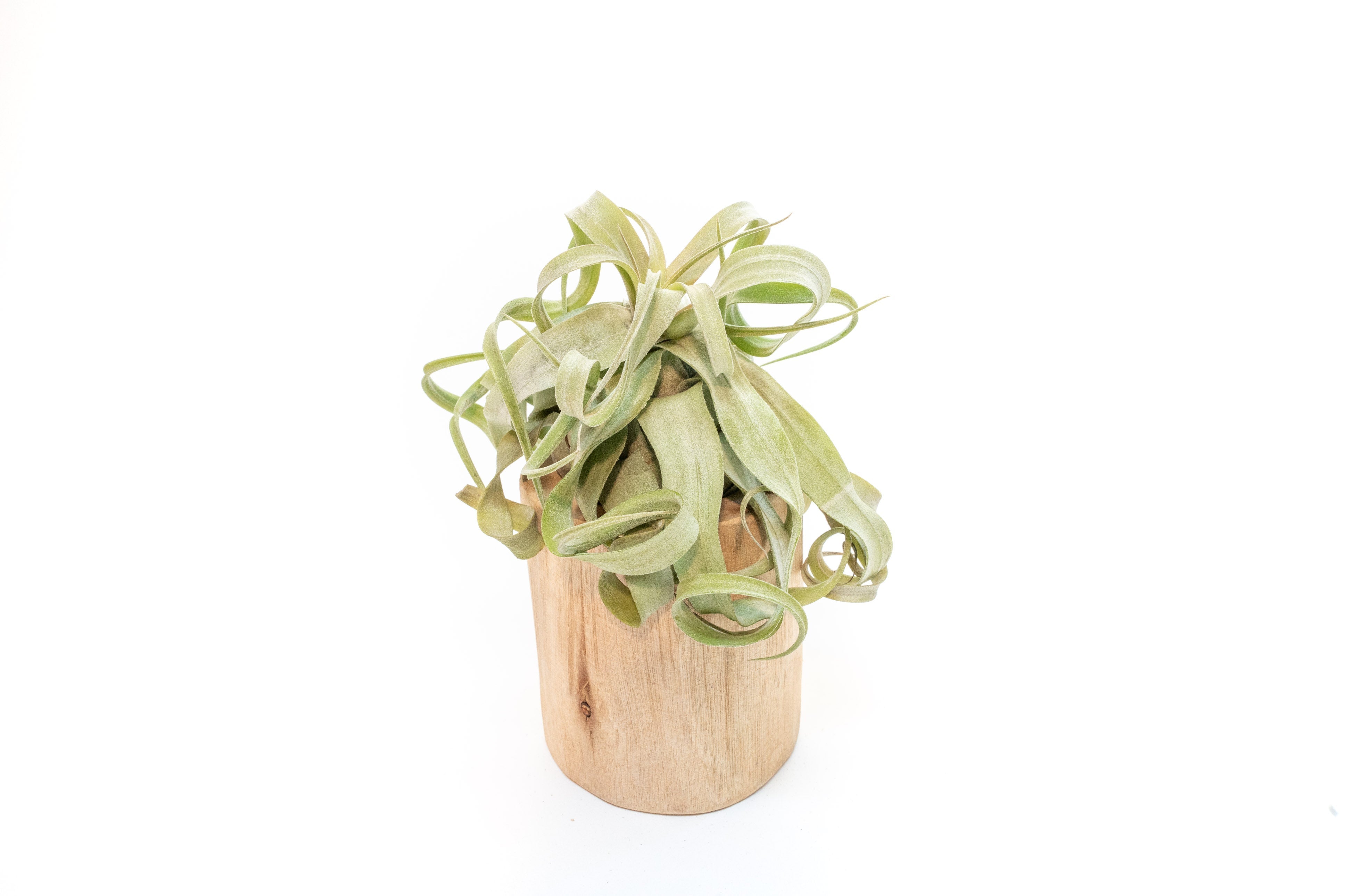 Large Driftwood Container - Choose Your Custom Tillandsia Air Plant-The Succulent Source